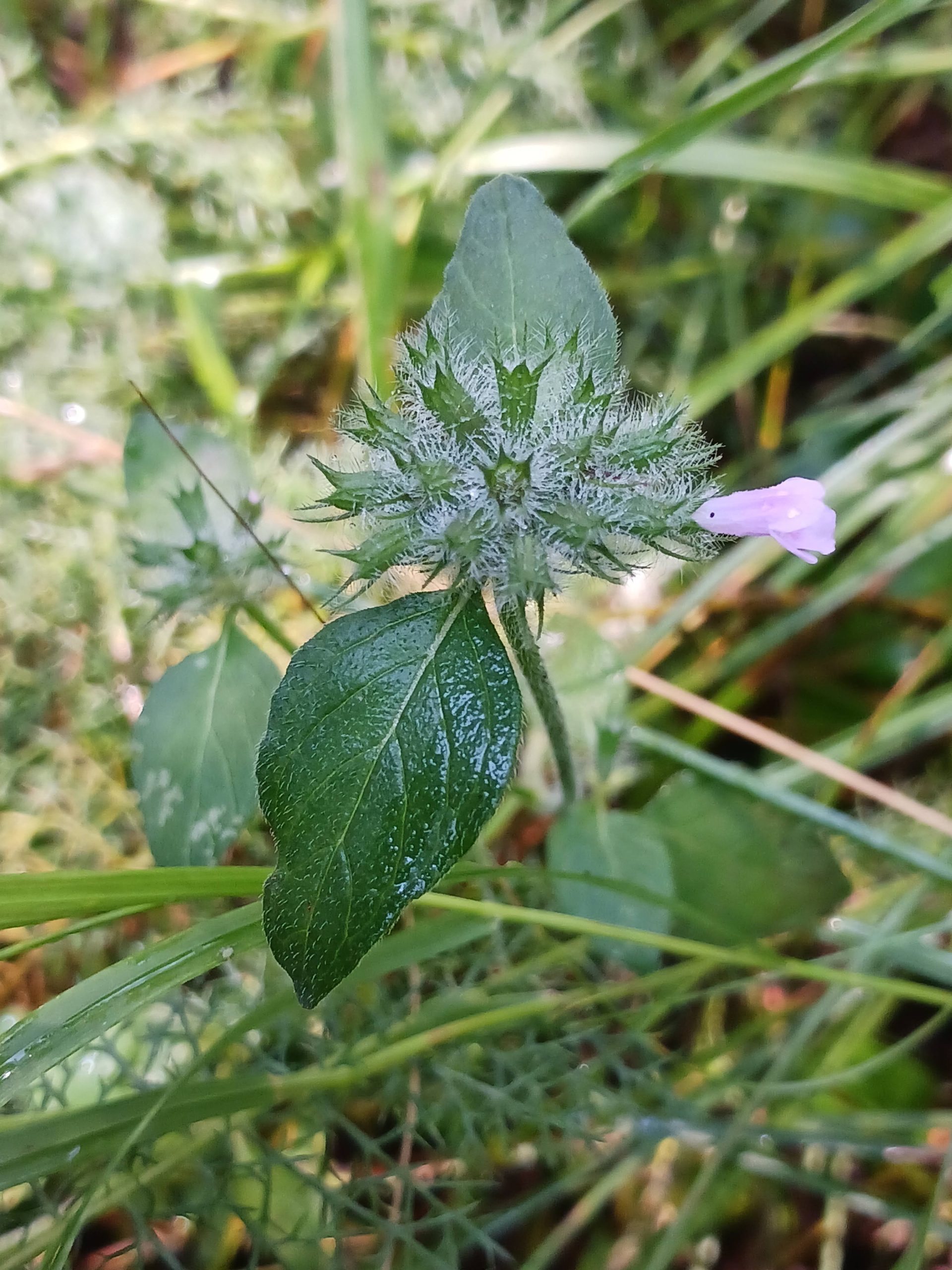 Clinopodium vulgare