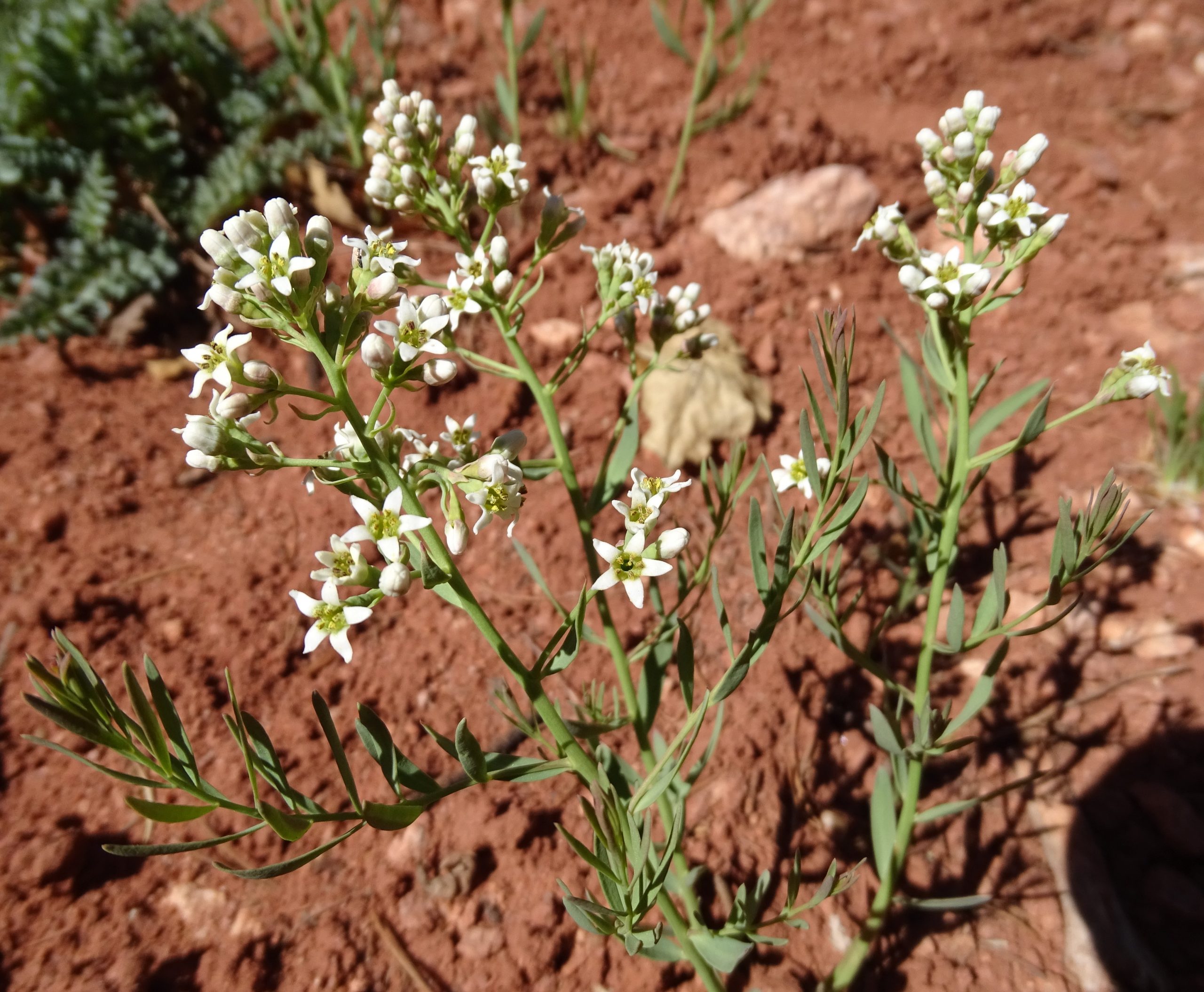 Comandra  umbellata