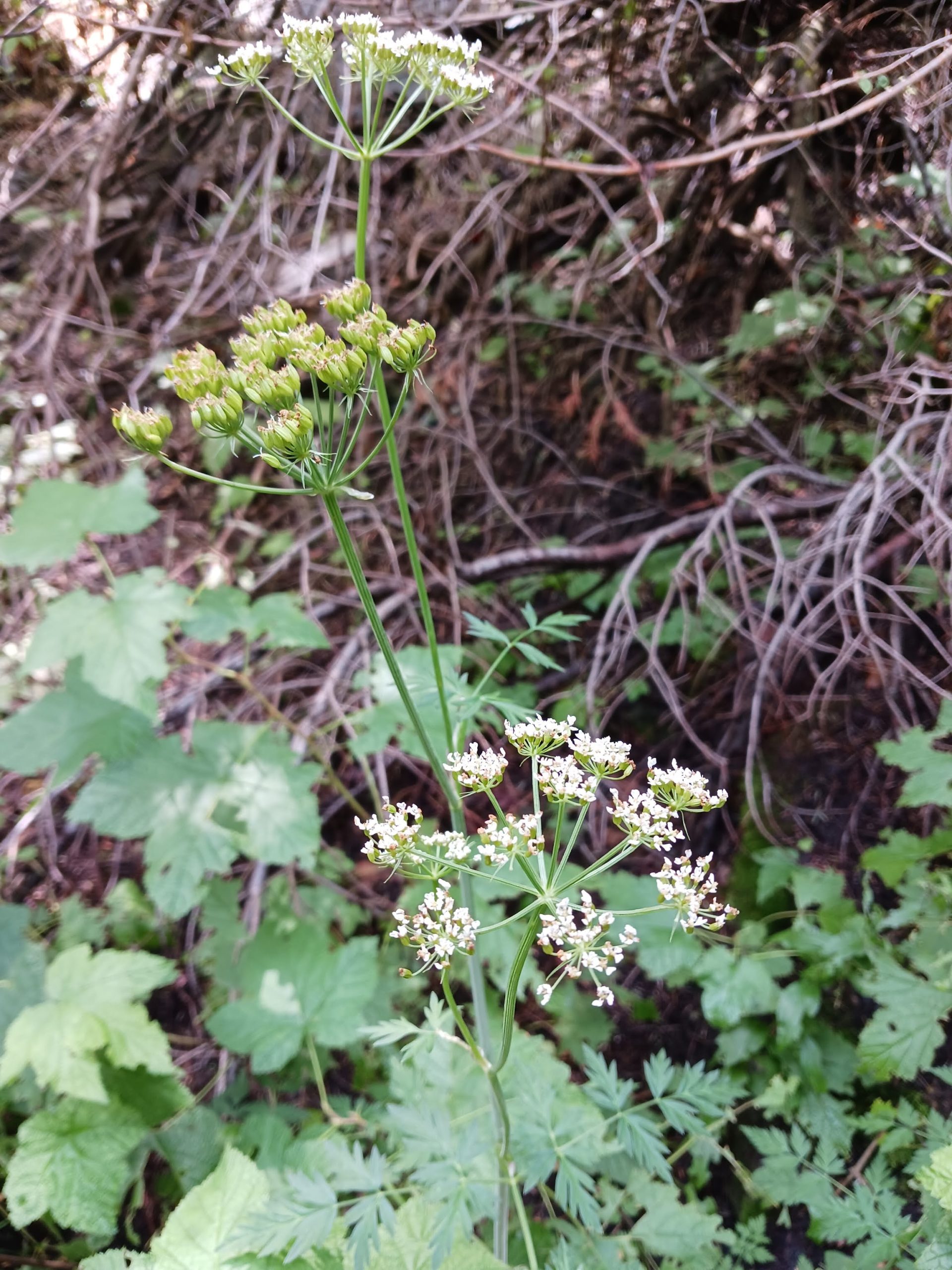 Conium maculatum