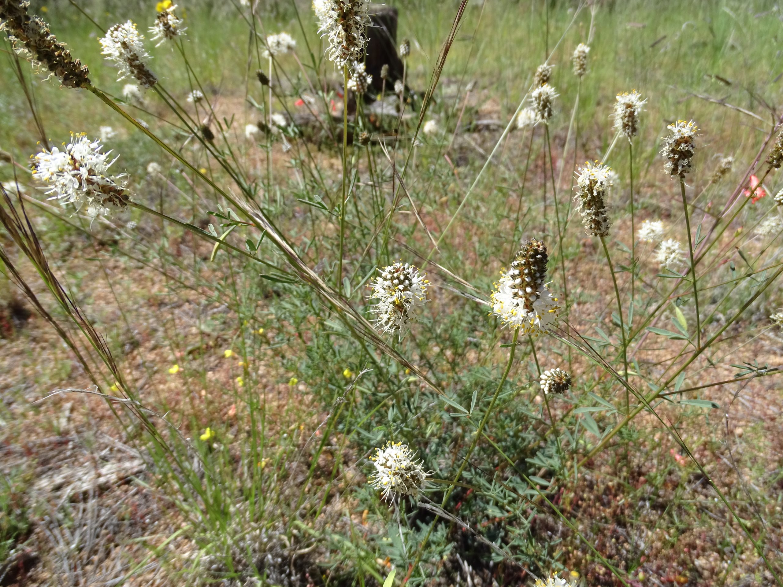 Dalea candida