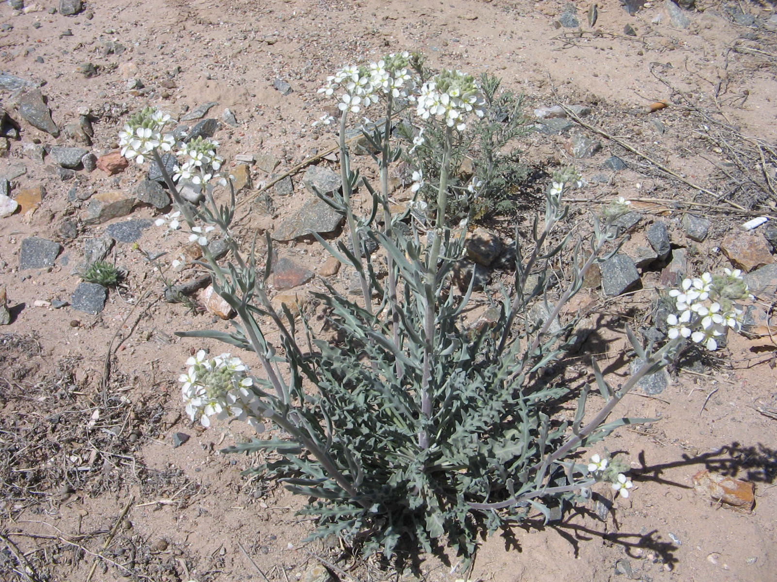 Dimorphocarpa wislizeni
