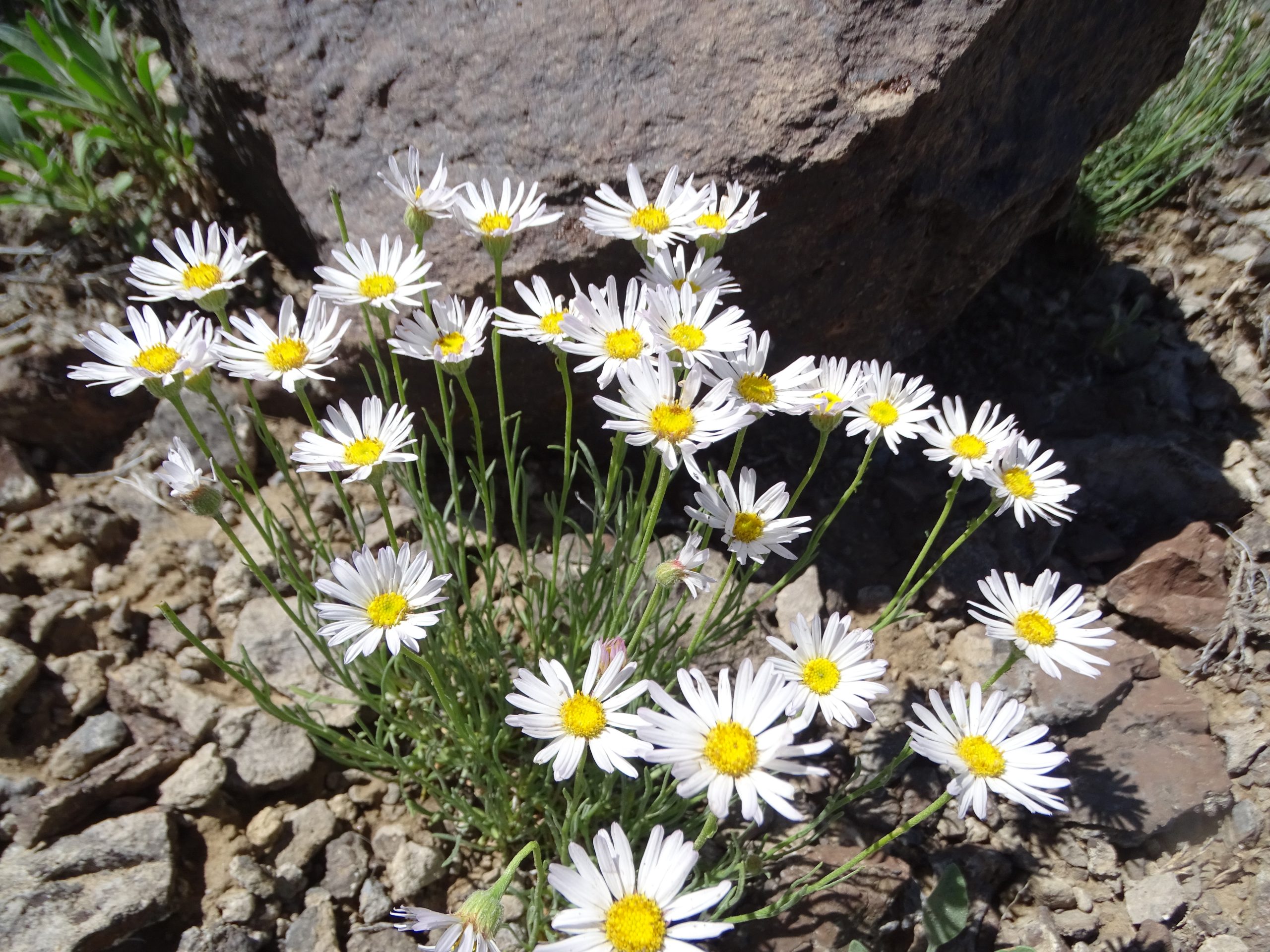 Erigeron pulcherrimus