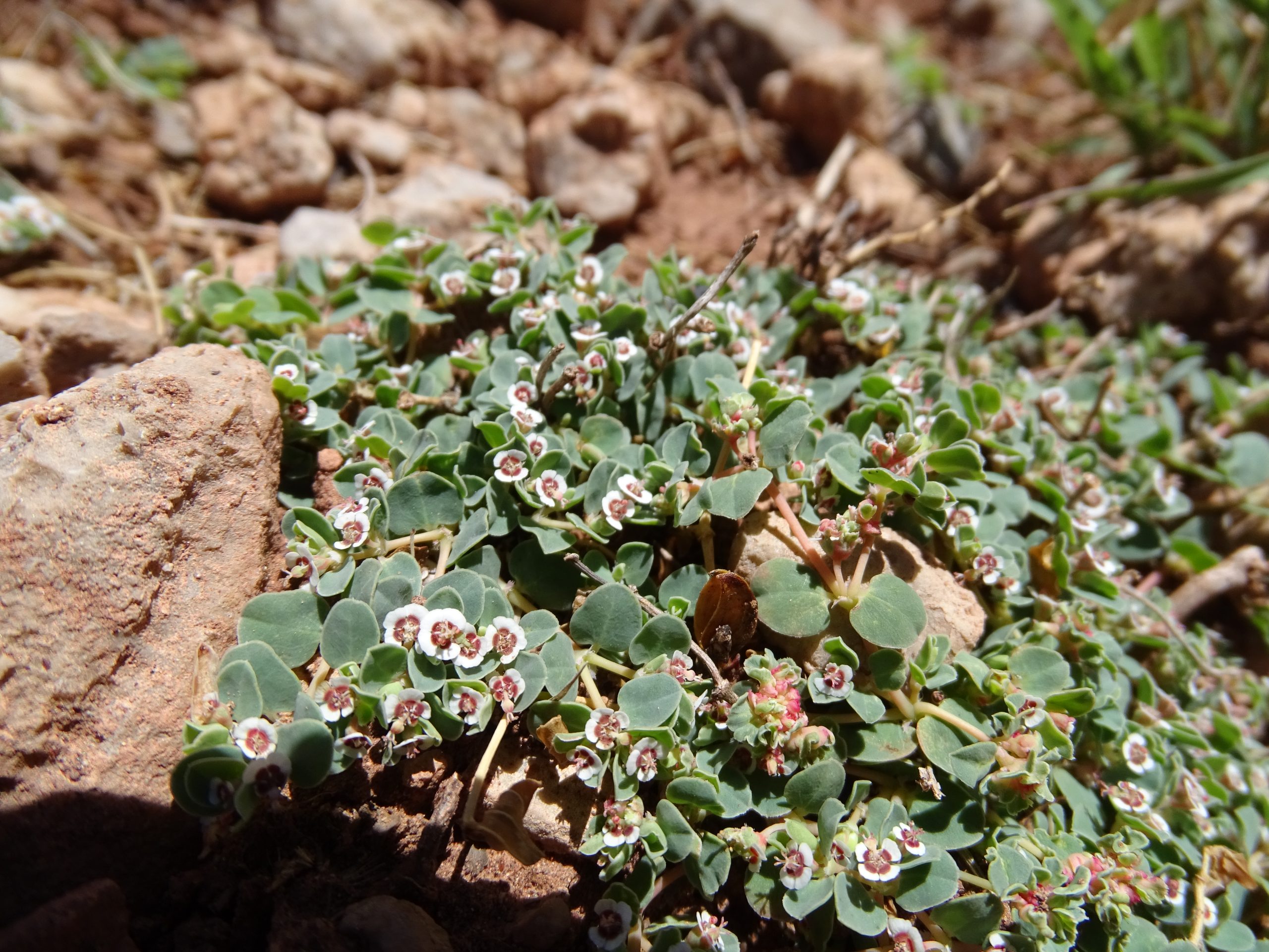 Euphorbia albomarginata