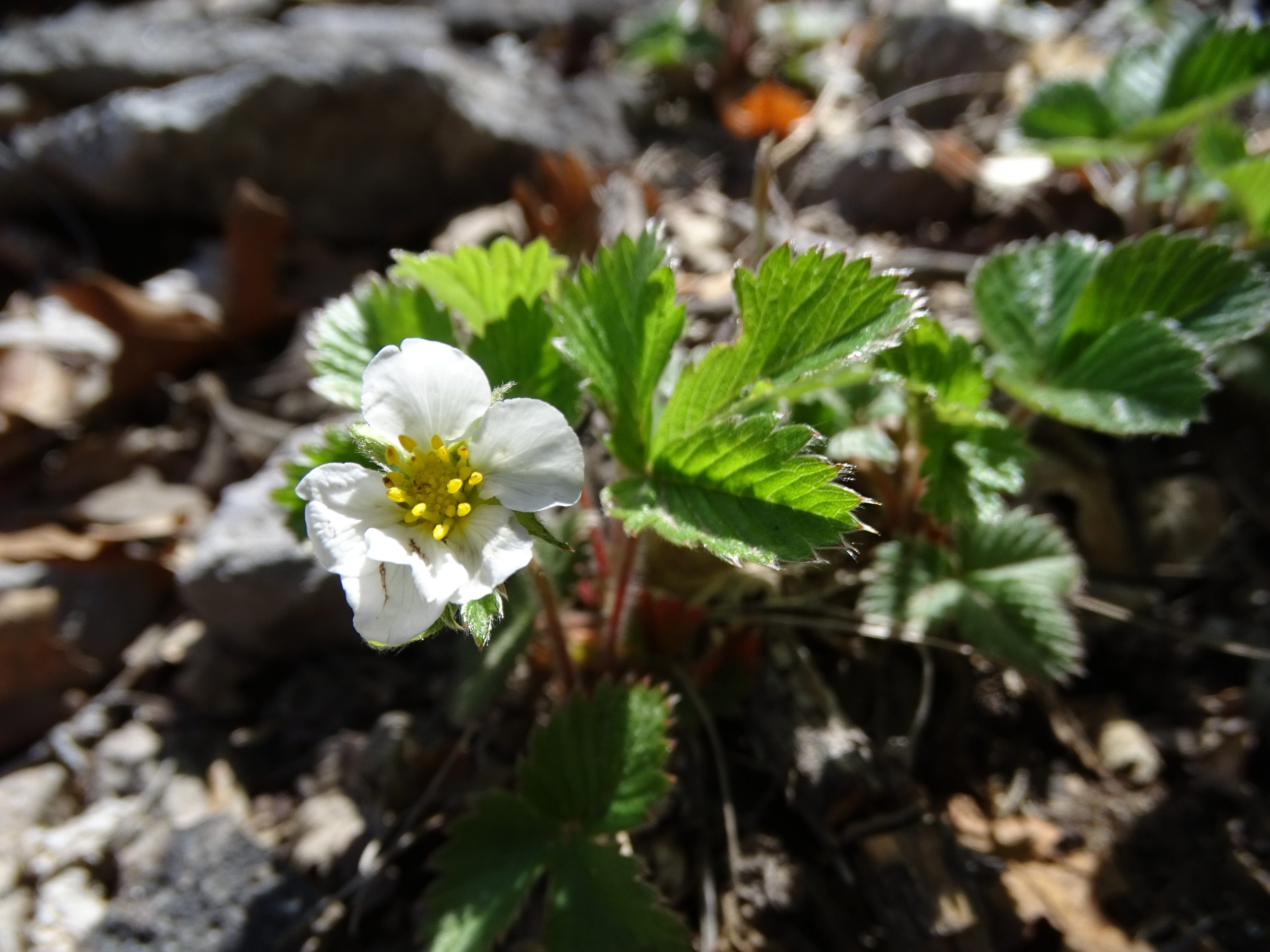 Fragaria vesca