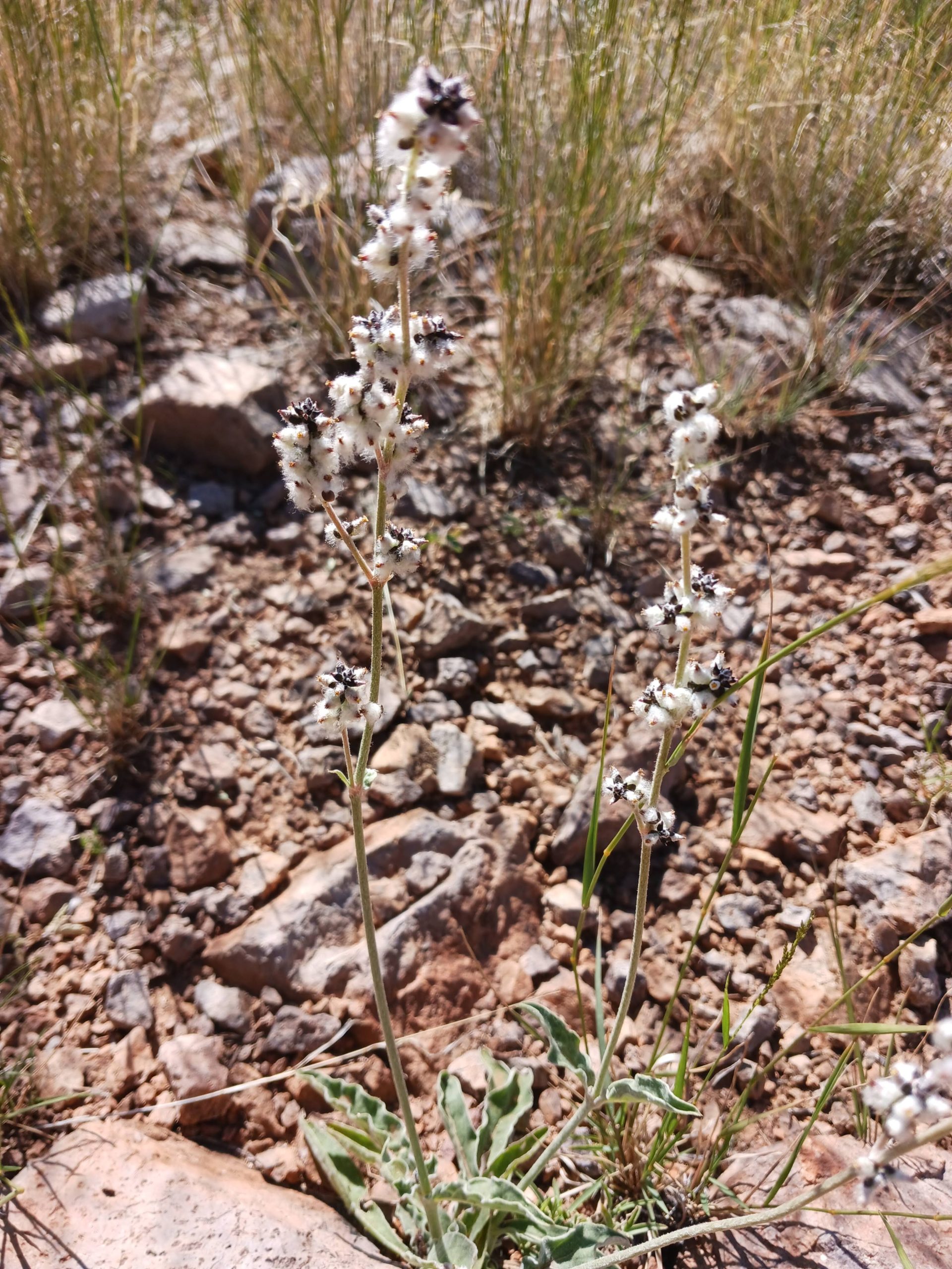 Froelichia gracilis