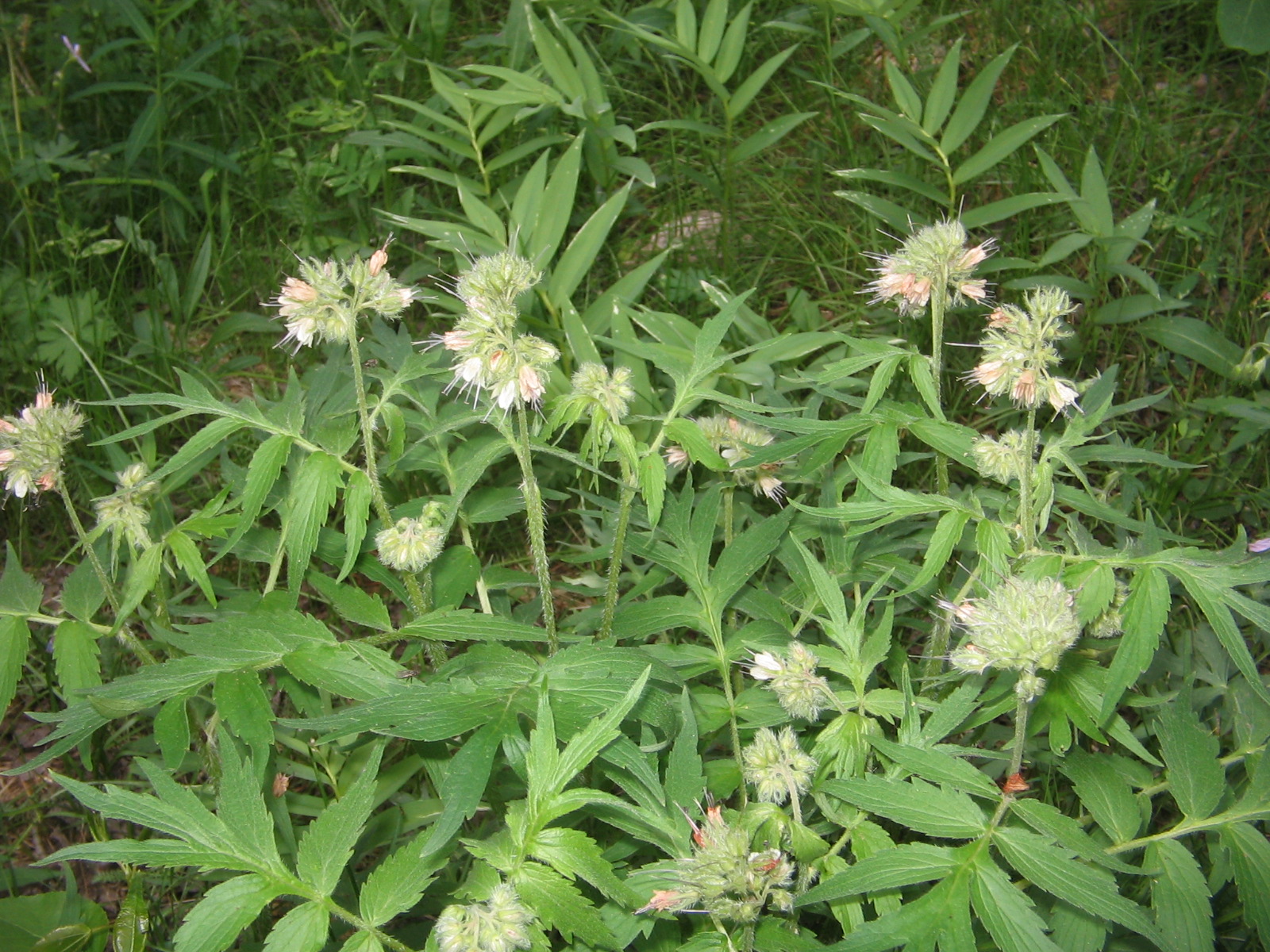 Hydrophyllum fendleri
