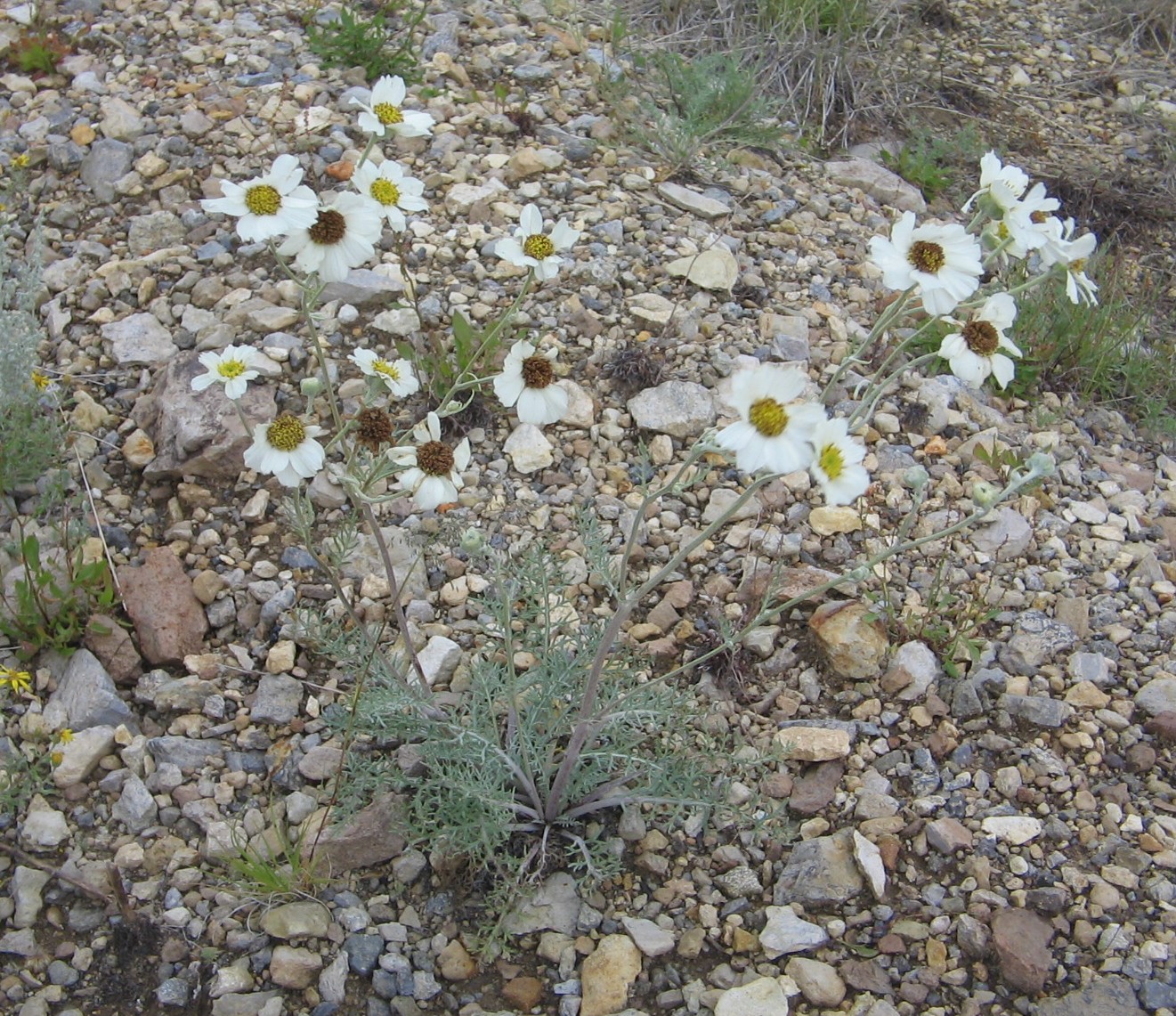 Hymenopappus newberryi