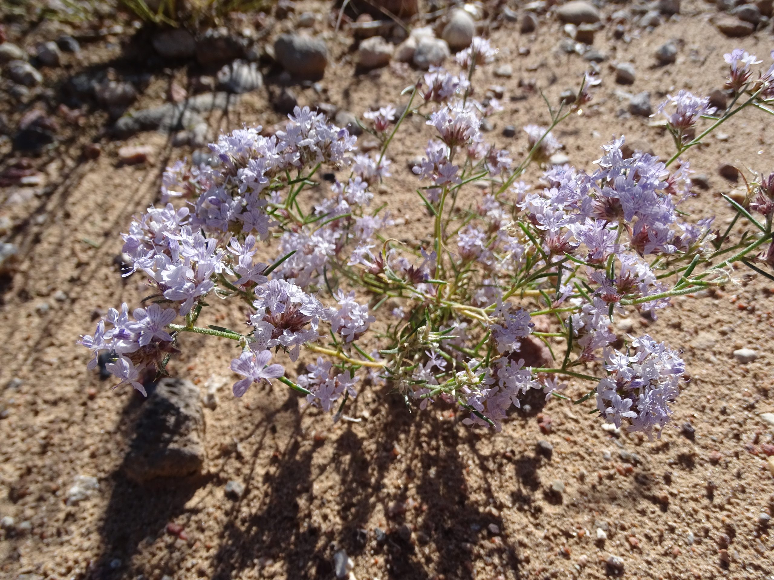 Ipomopsis gunnisonii