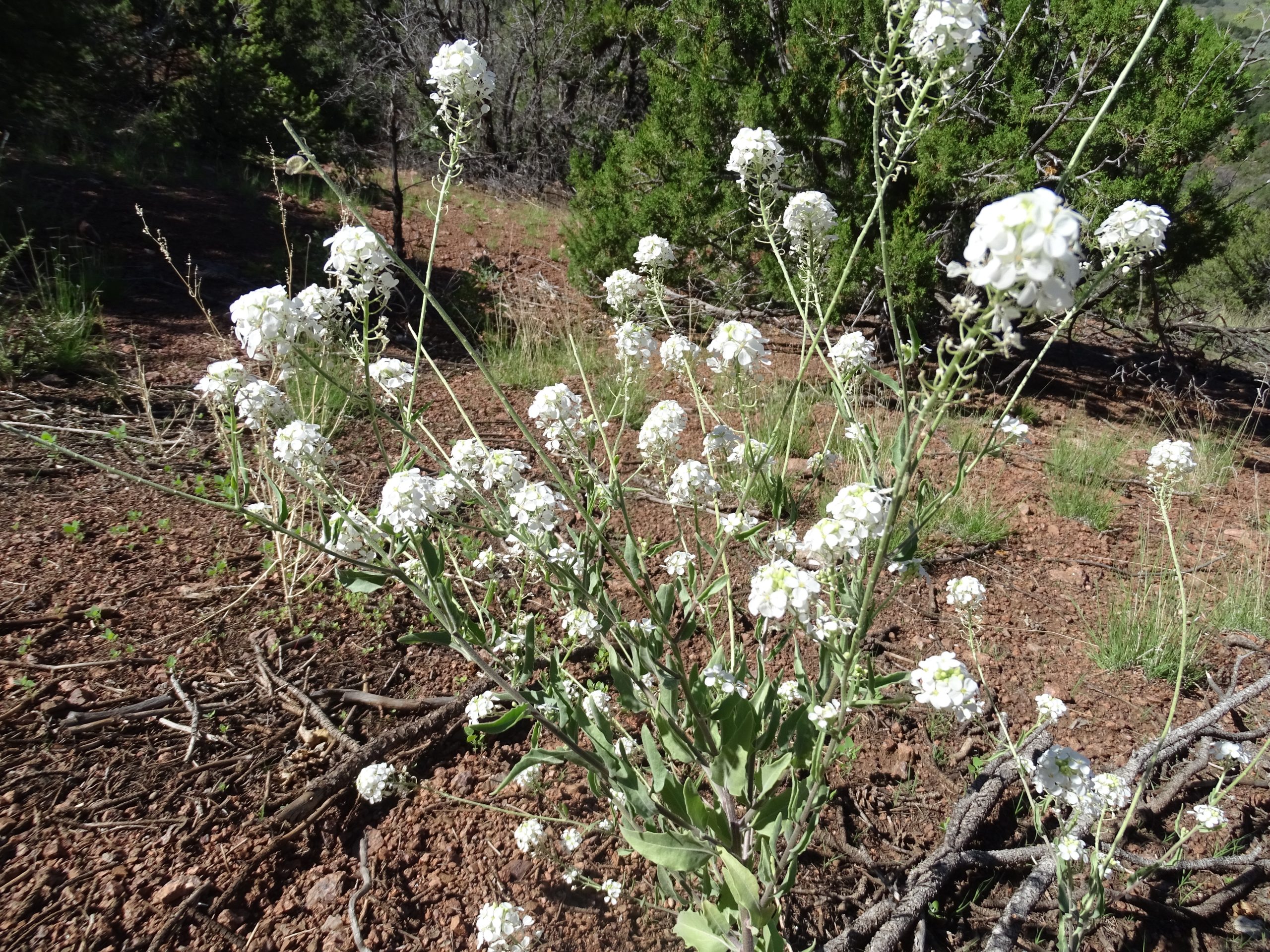 Lepidium latifolium