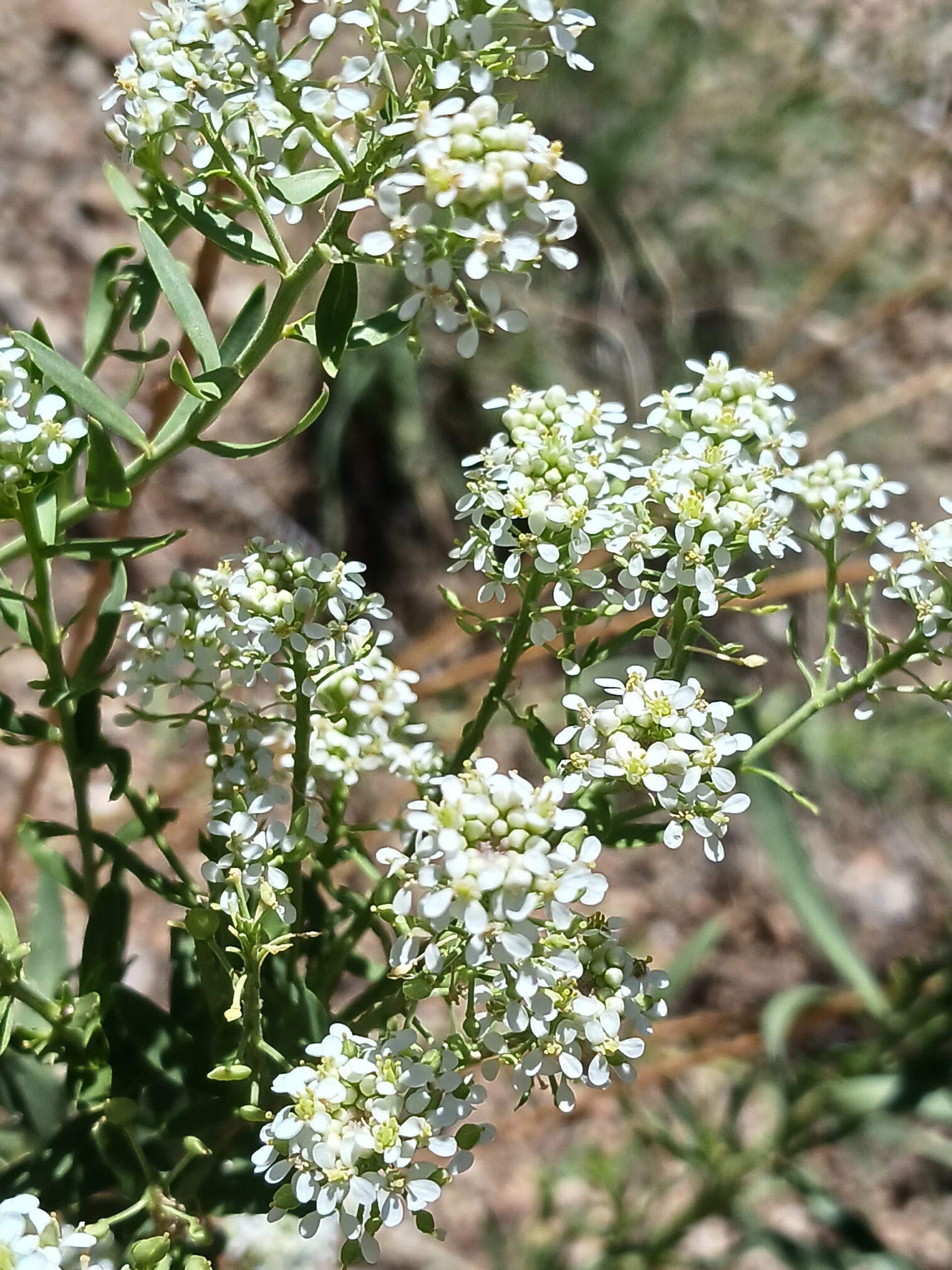 Lepidium sp.