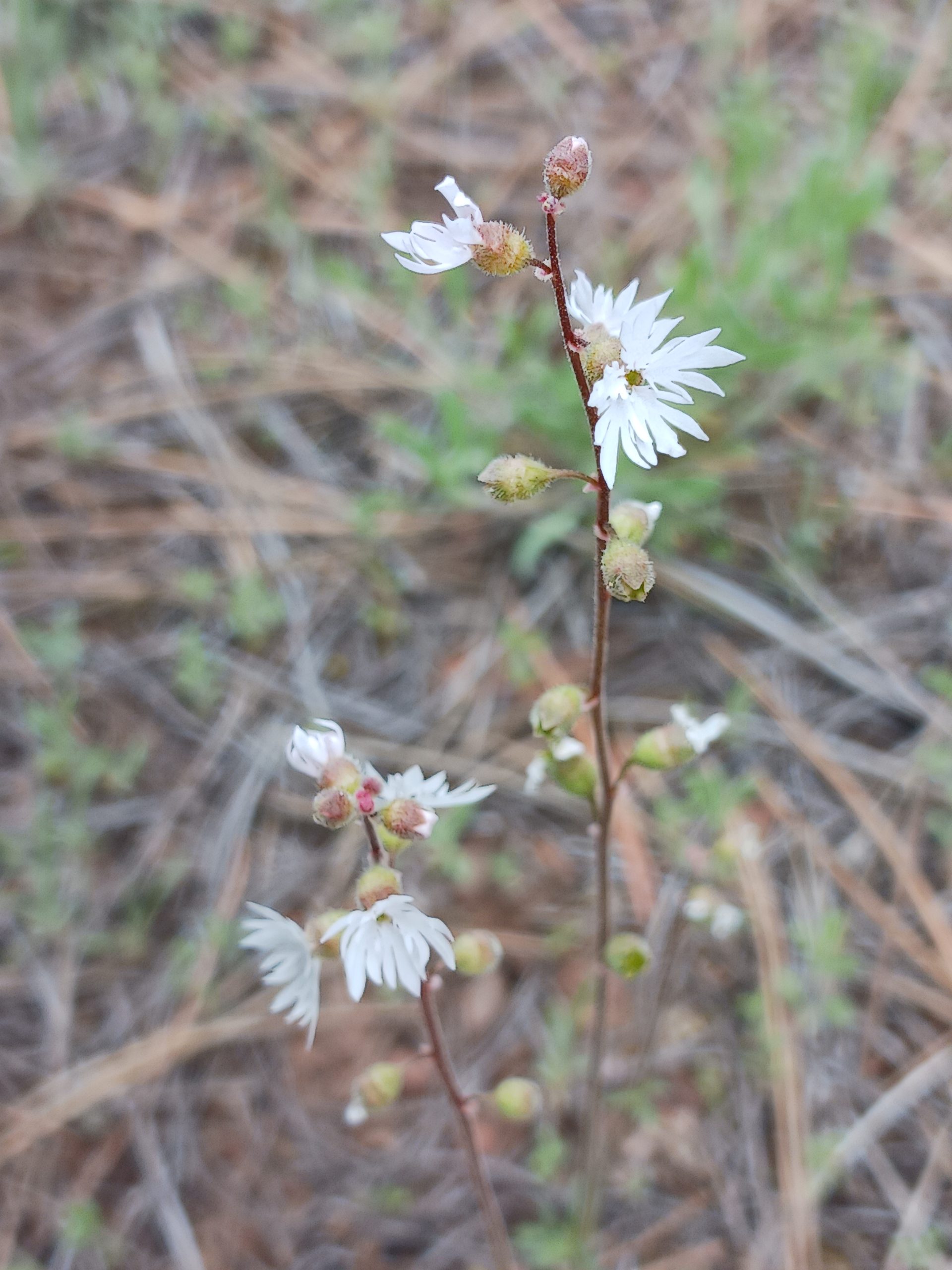 Lithophragma tenellum