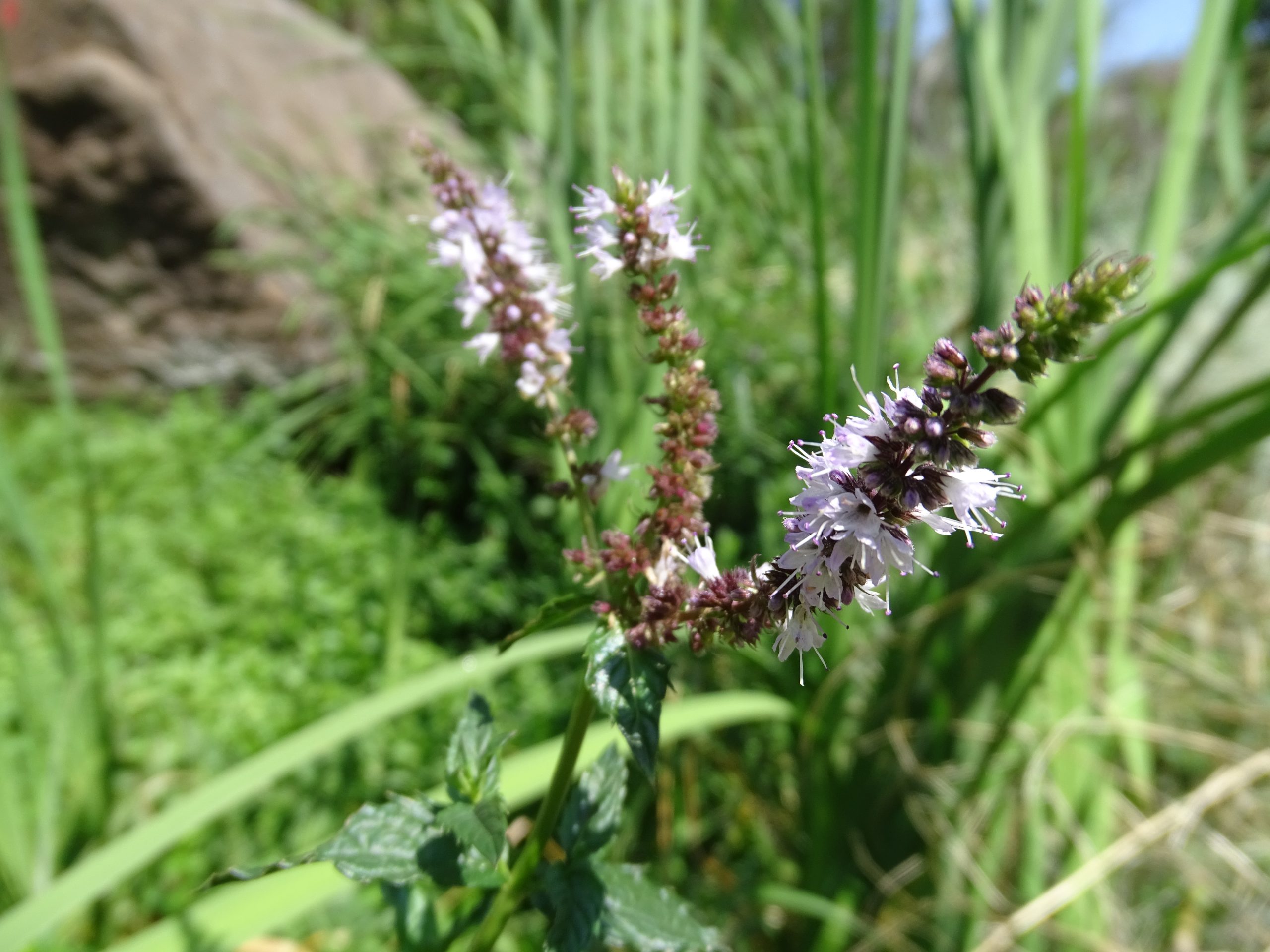 Mentha spicata