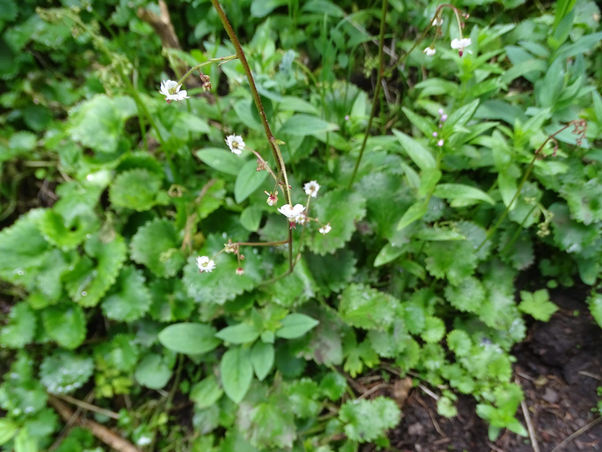 Micranthes odontoloma