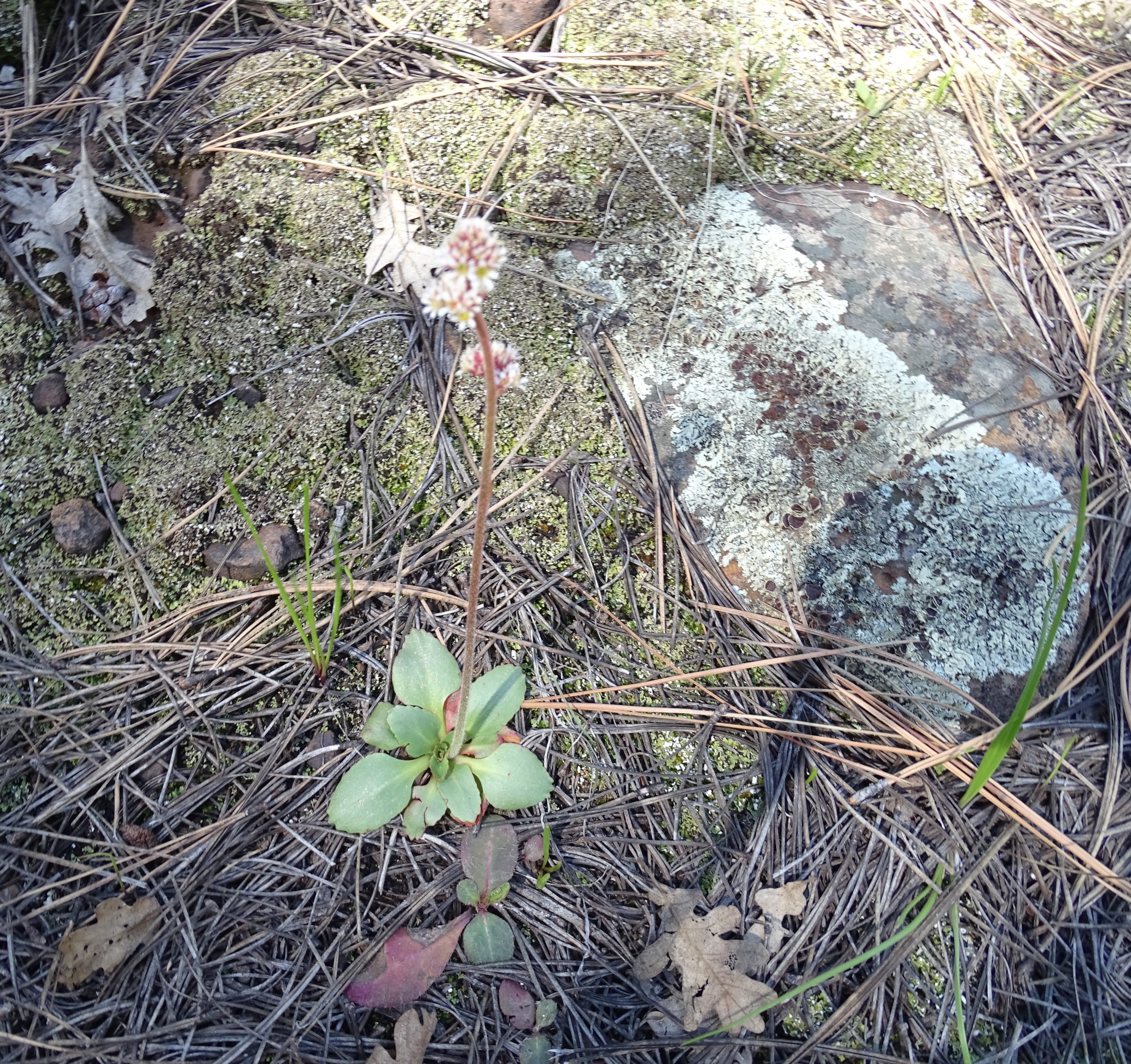 Micranthes rhomboidea