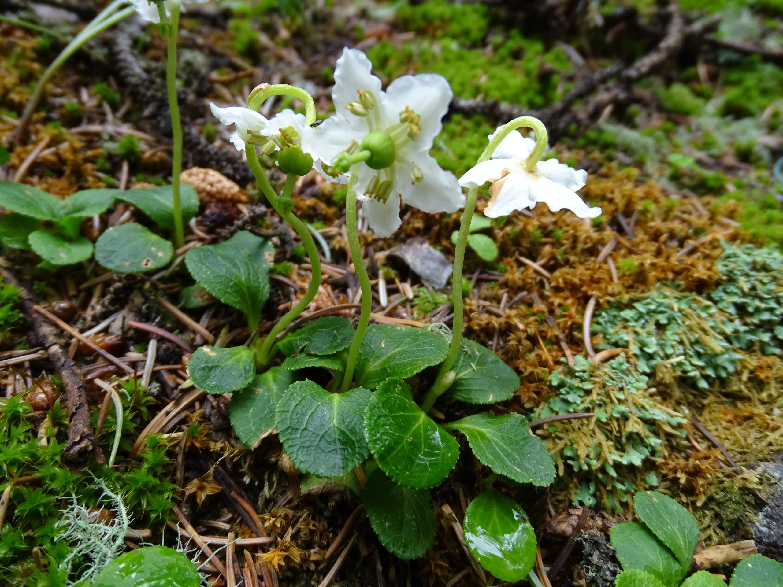 Moneses uniflora
