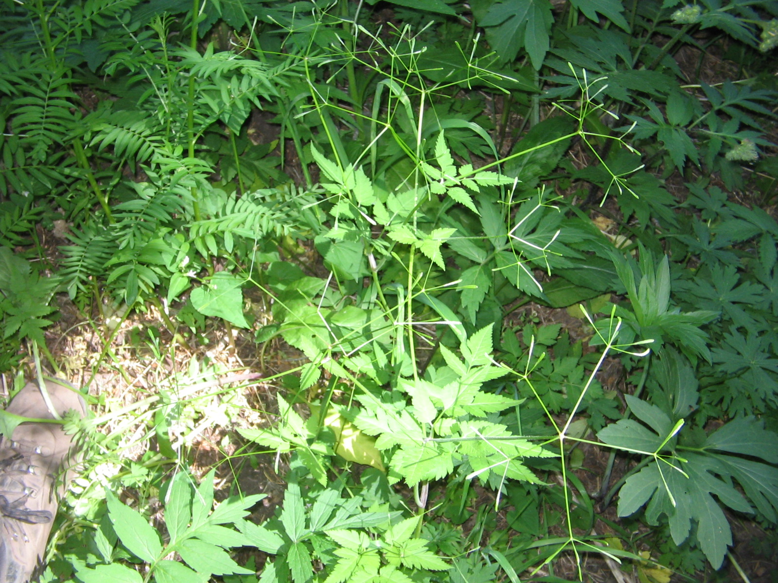 Osmorhiza depauperata