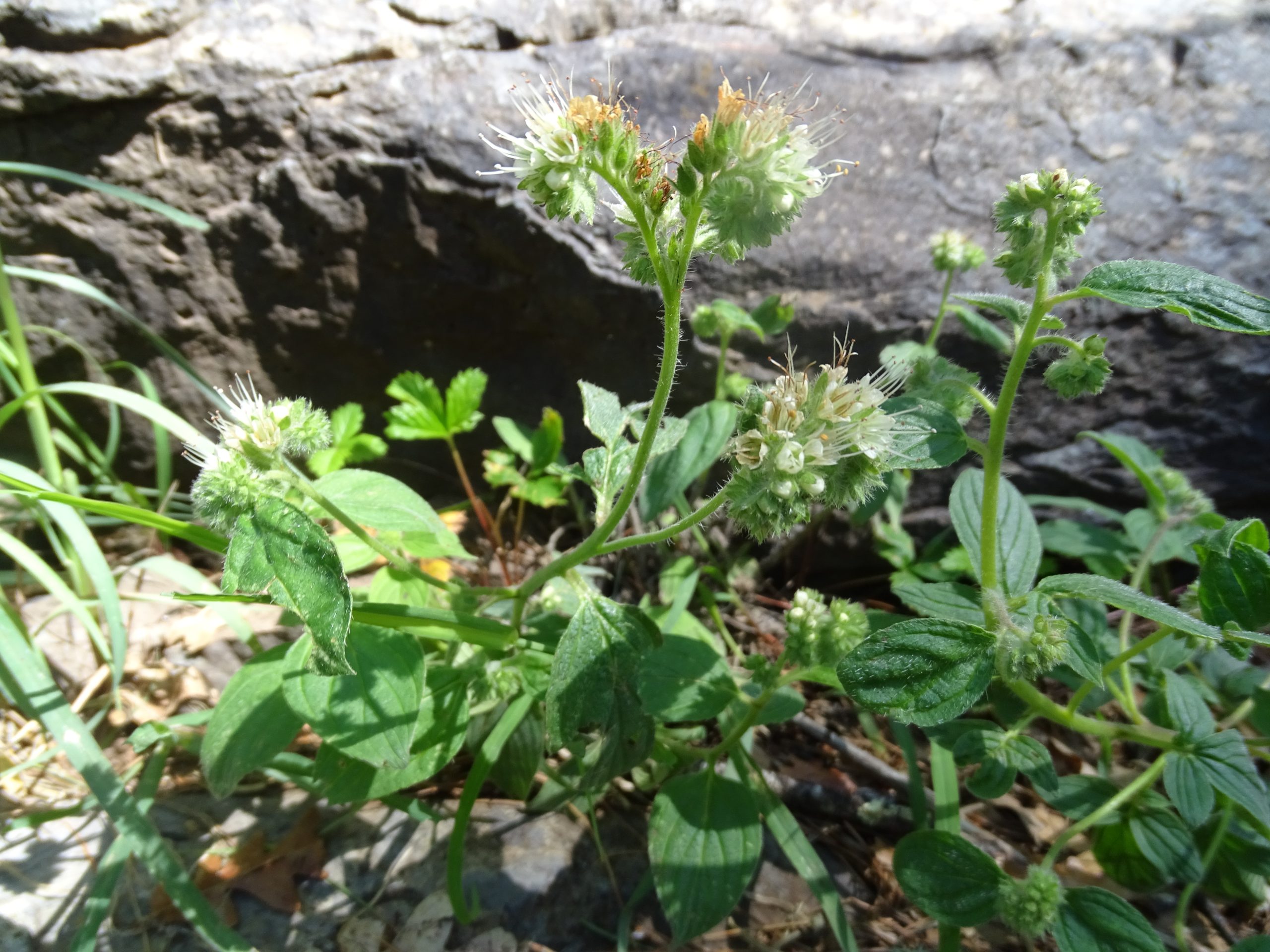 Phacelia heterophylla