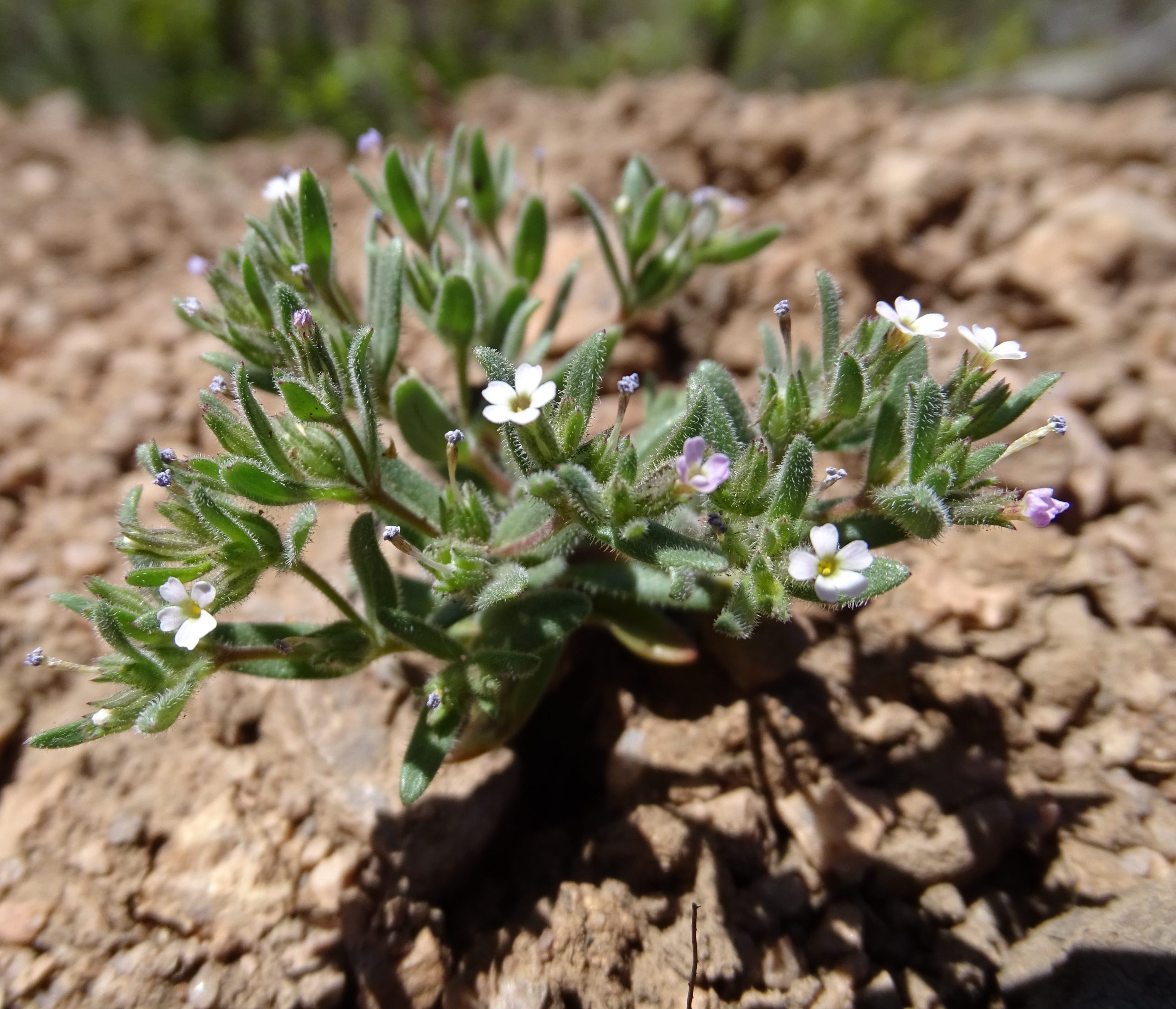 Microsteris gracilis