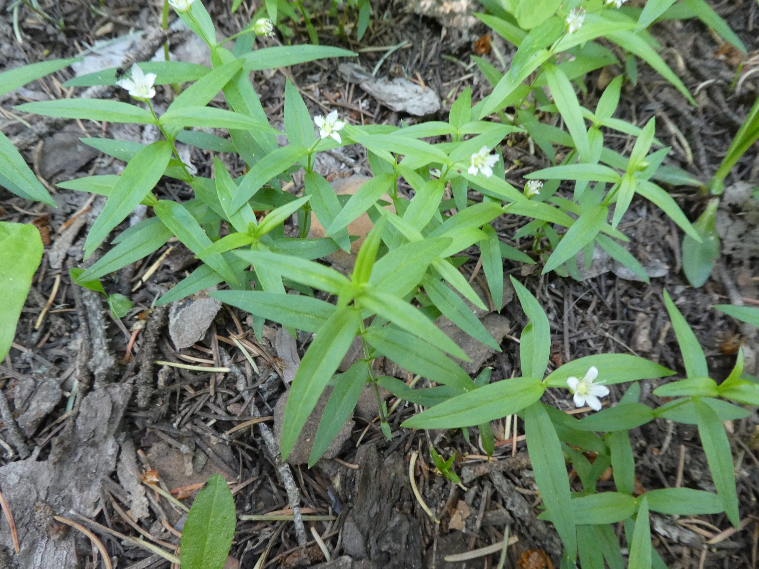 Pseudostellaria jamesiana