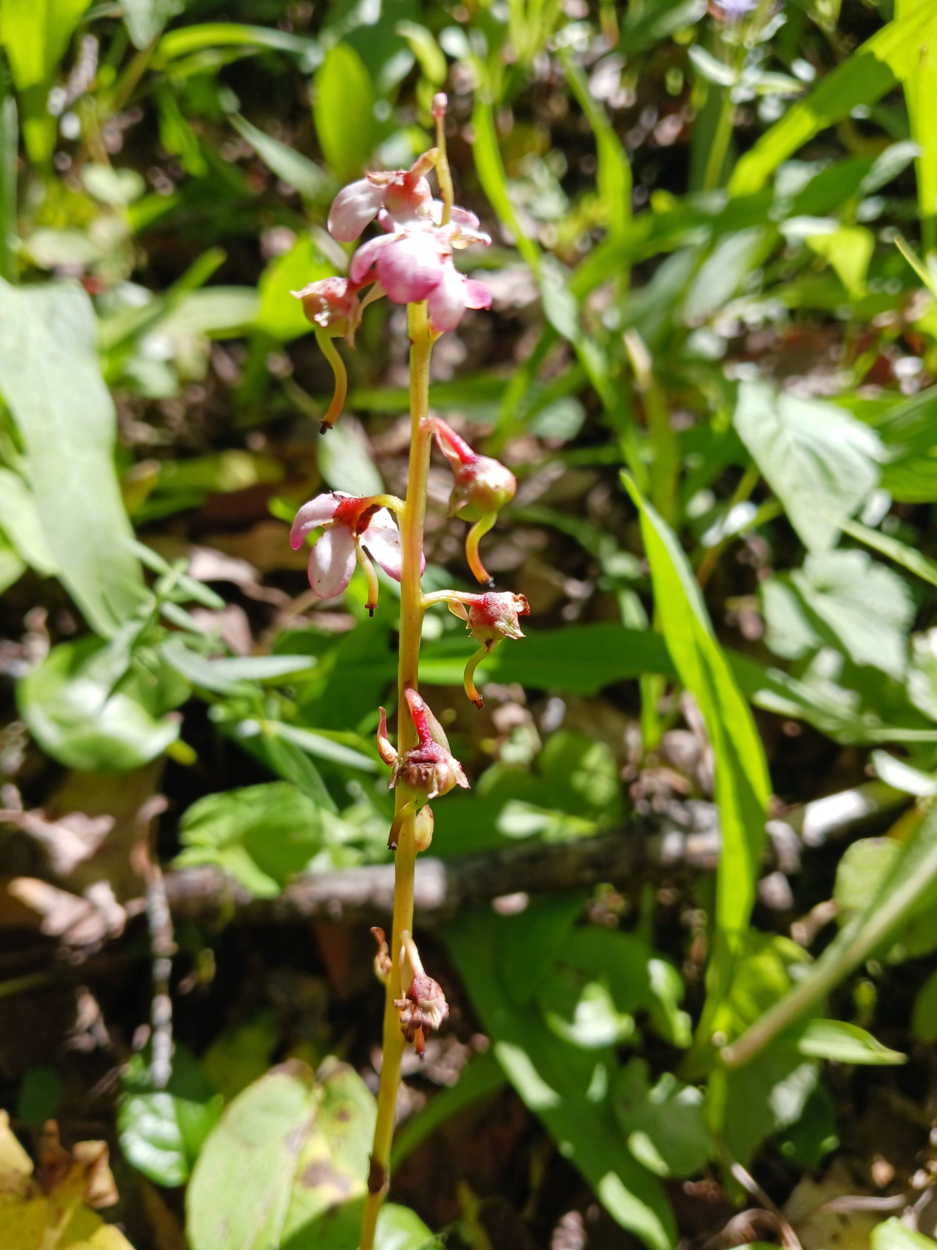 Pyrola asarifolia