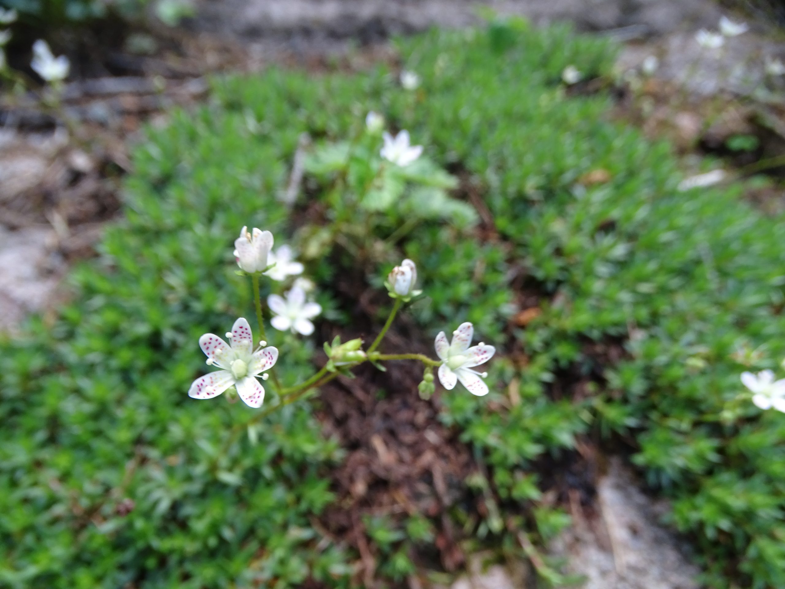 Saxifraga bronchialis