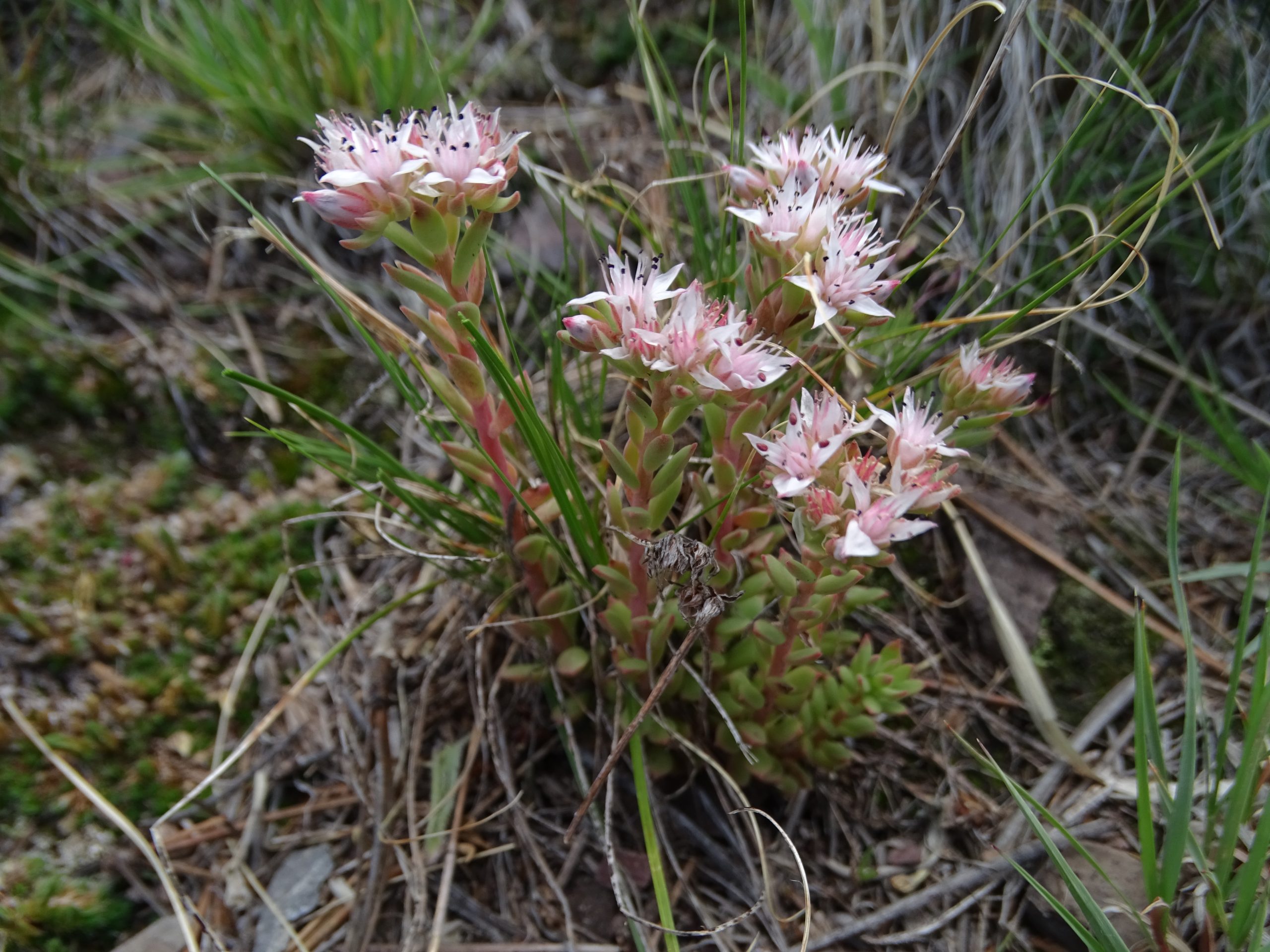 Sedum cockerellii