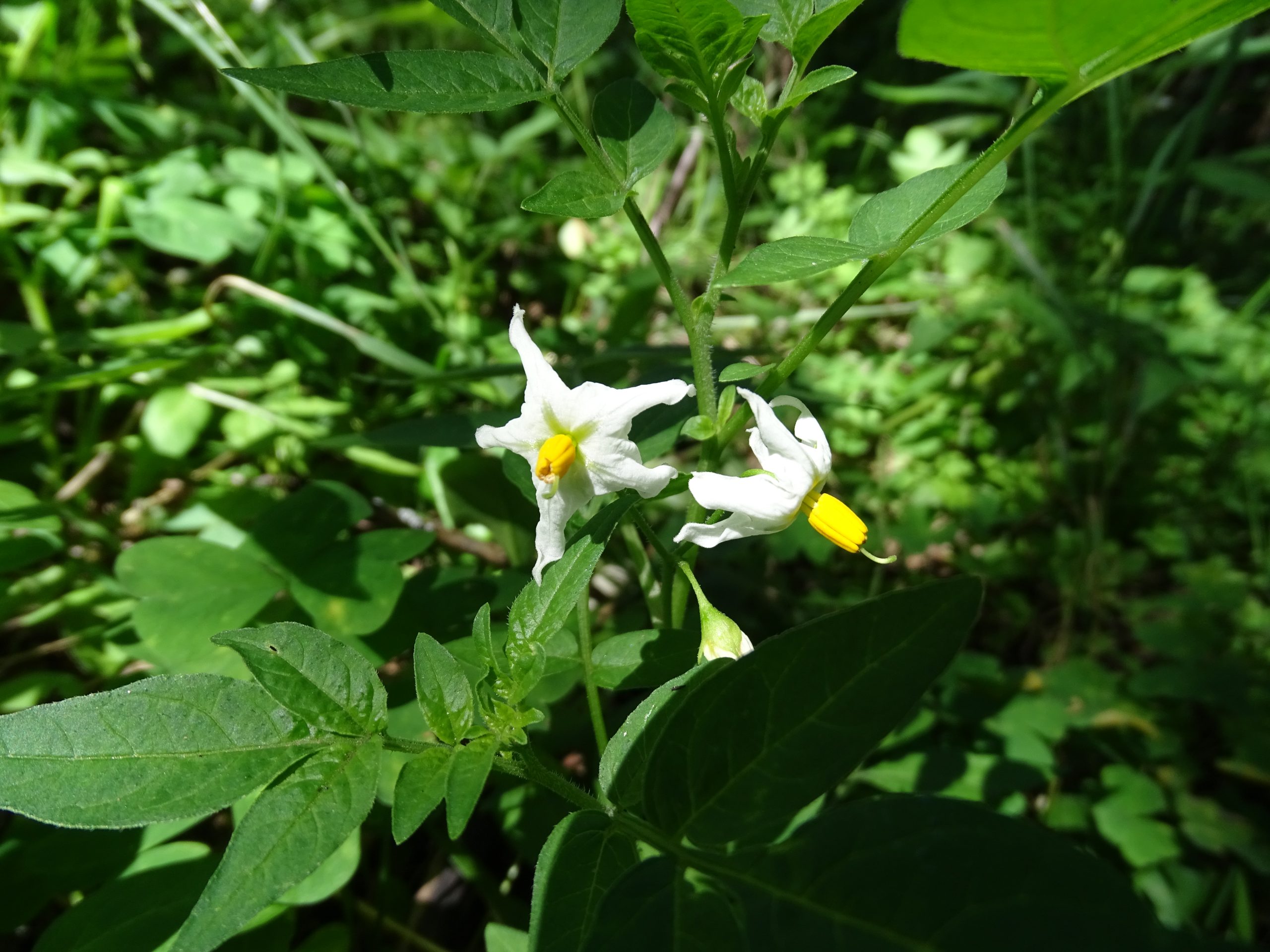 Solanum jamesii