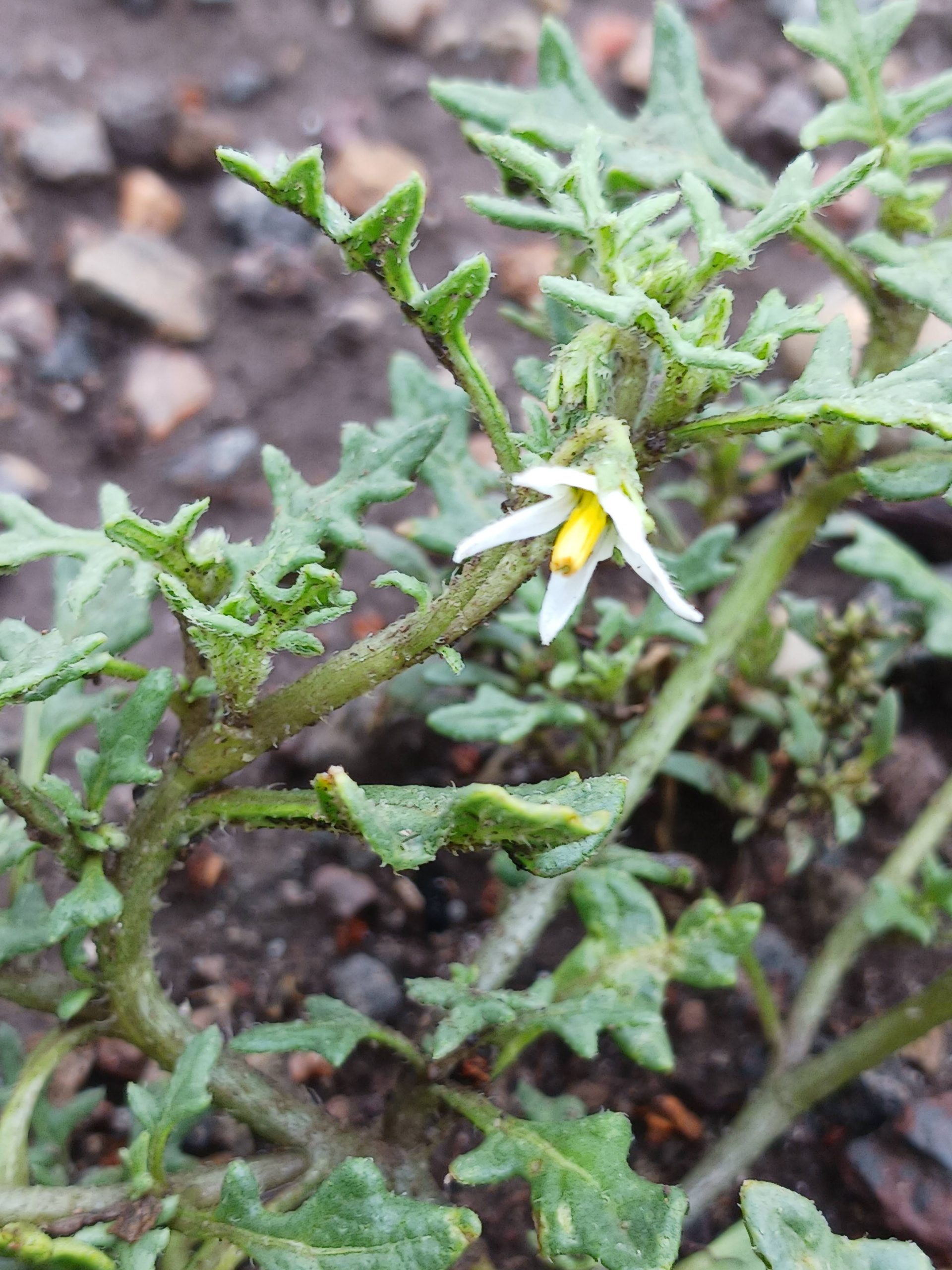 Solanum triflorum