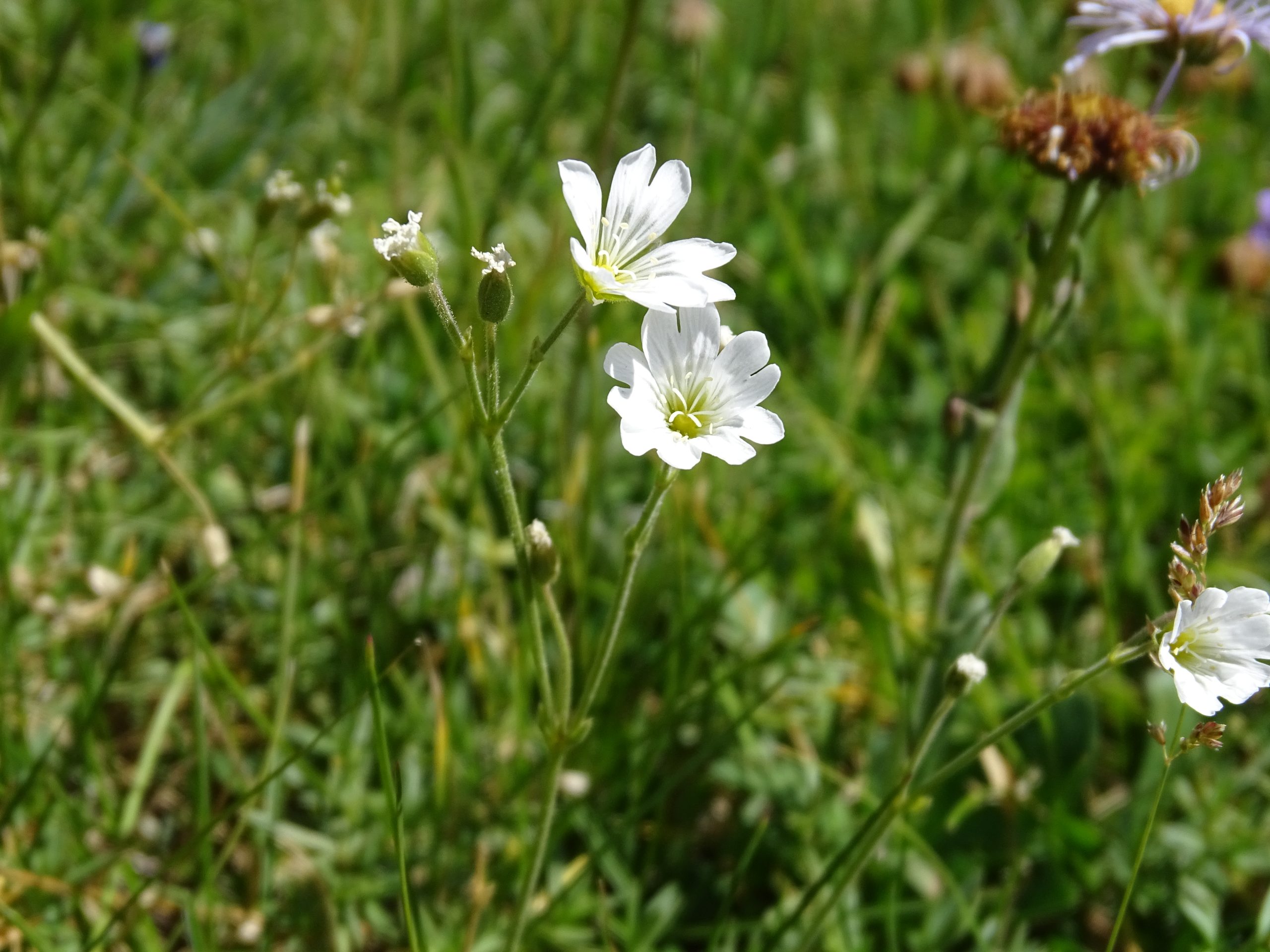 Stellaria longipes