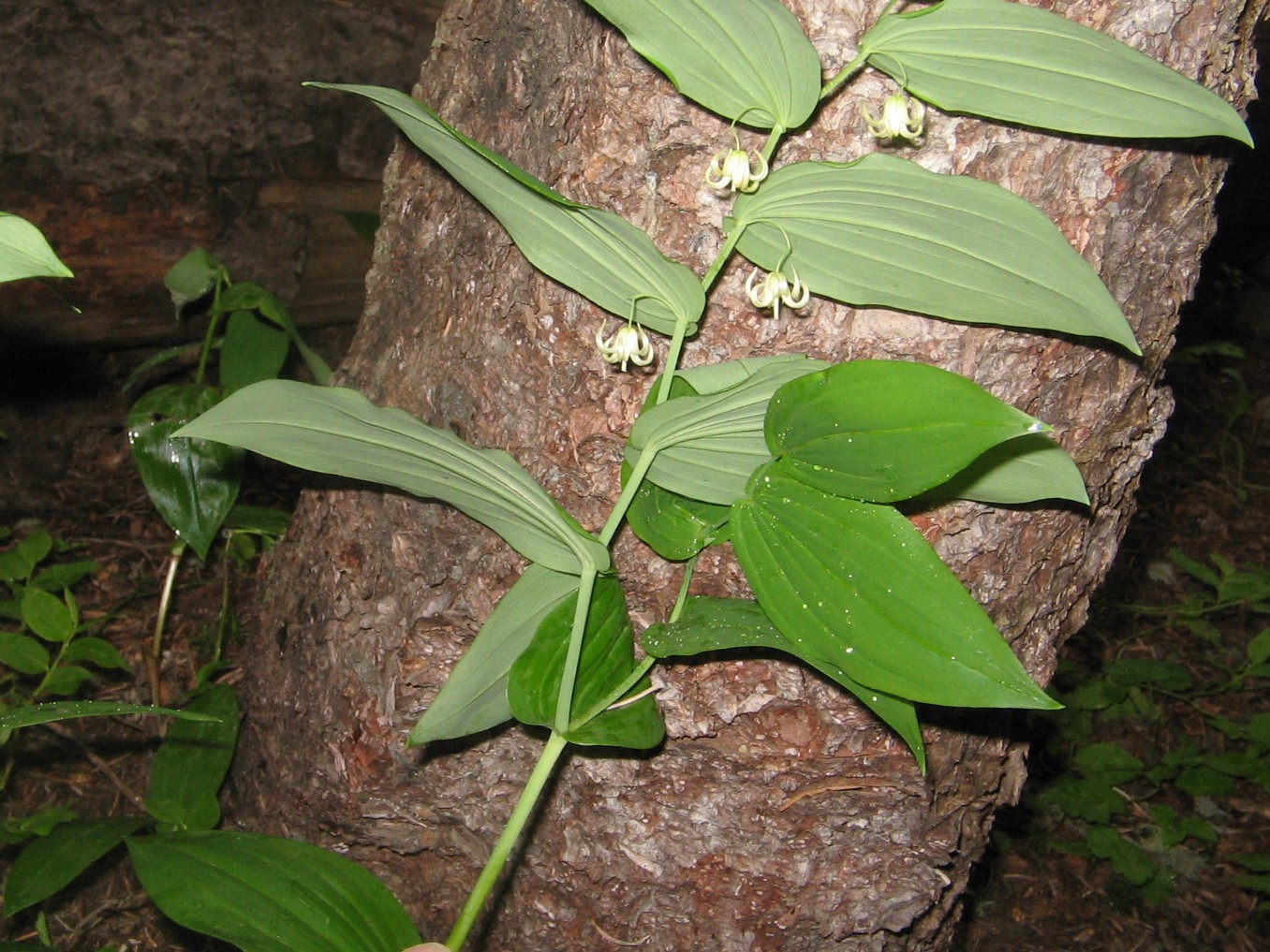 Streptopus amplexifolius