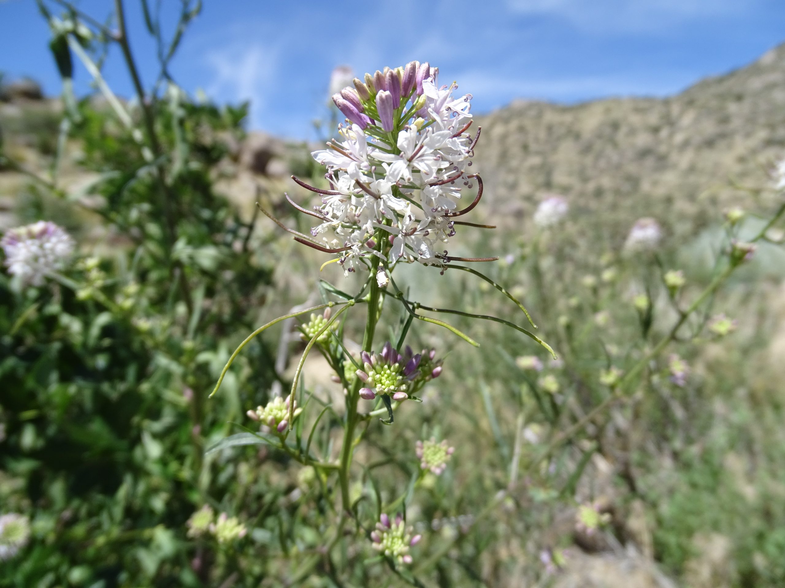 Thelypodium wrightii