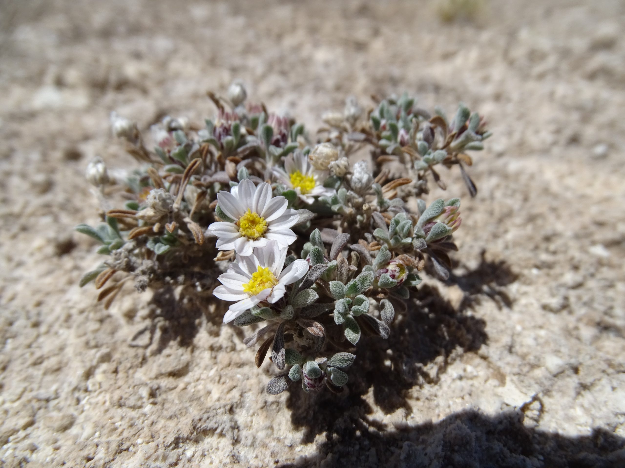 Townsendia gypsophilia