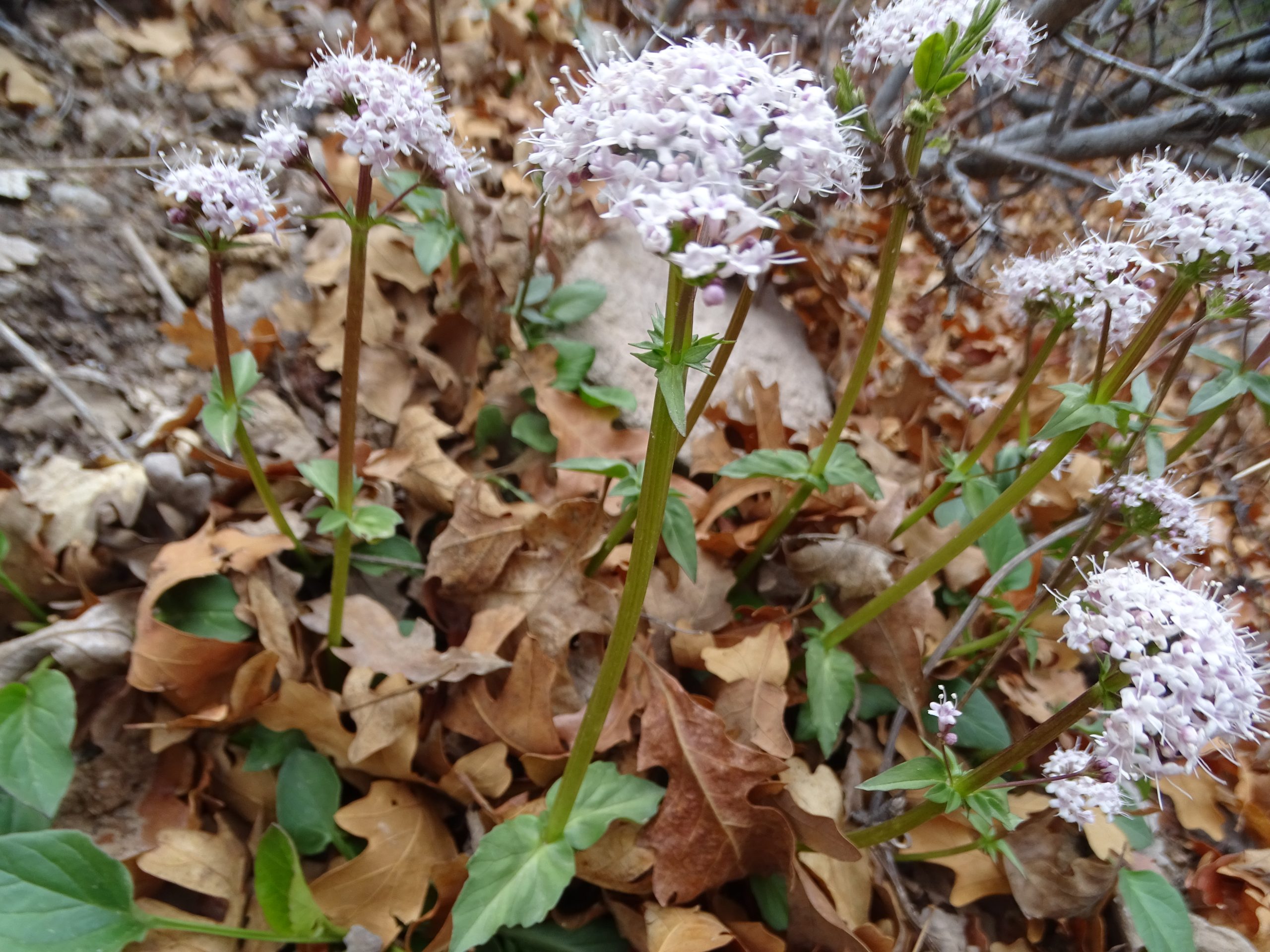 Valeriana arizonica
