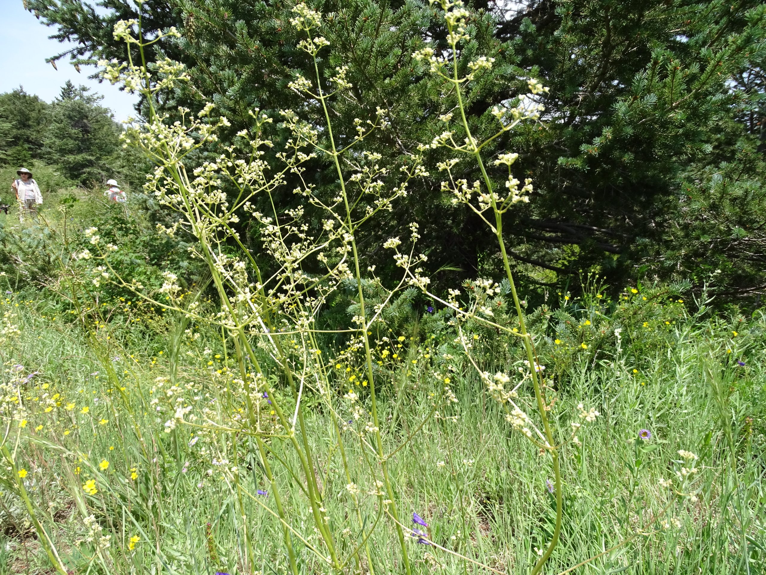 Valeriana edulis