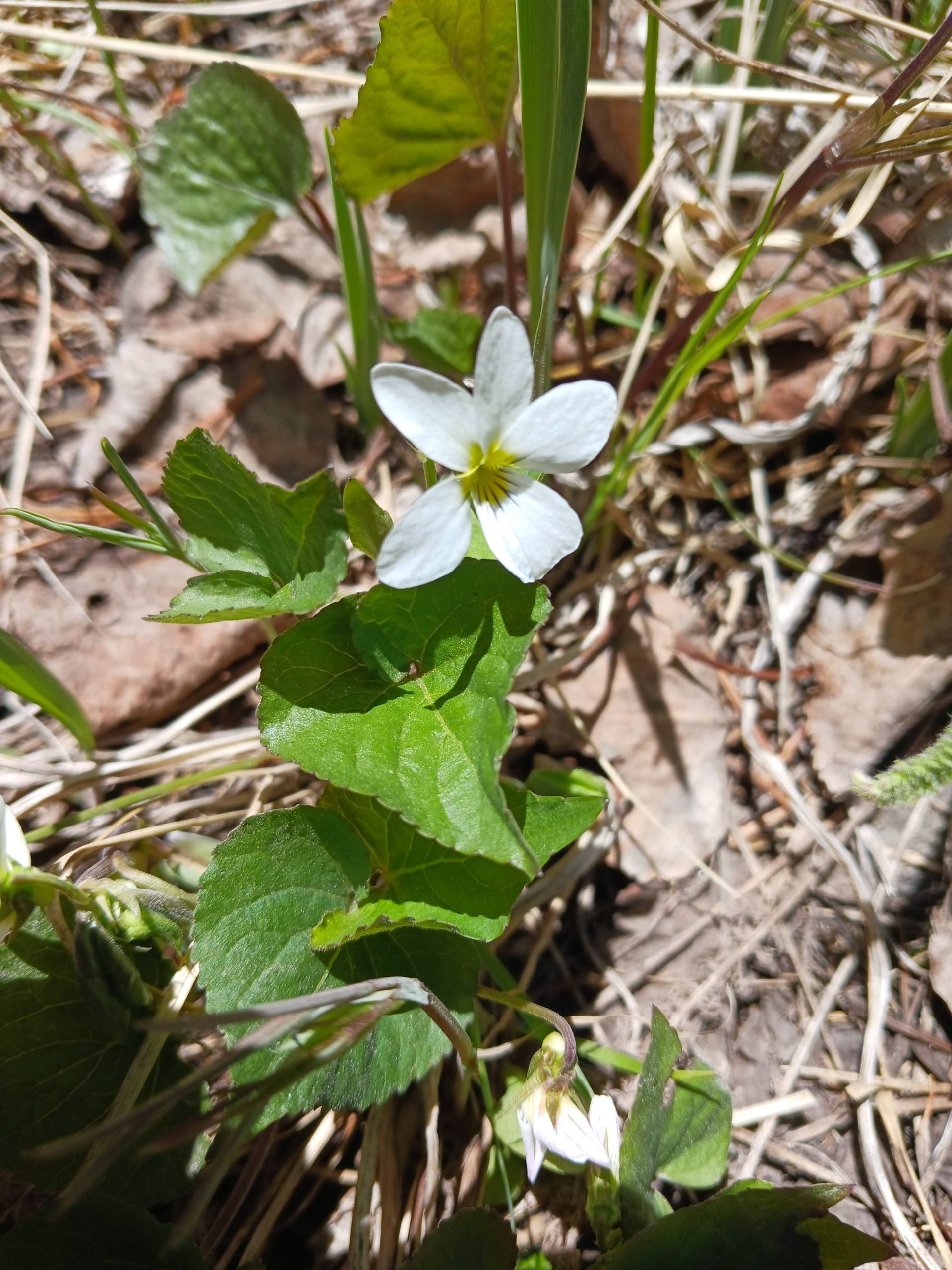 Viola canadensis