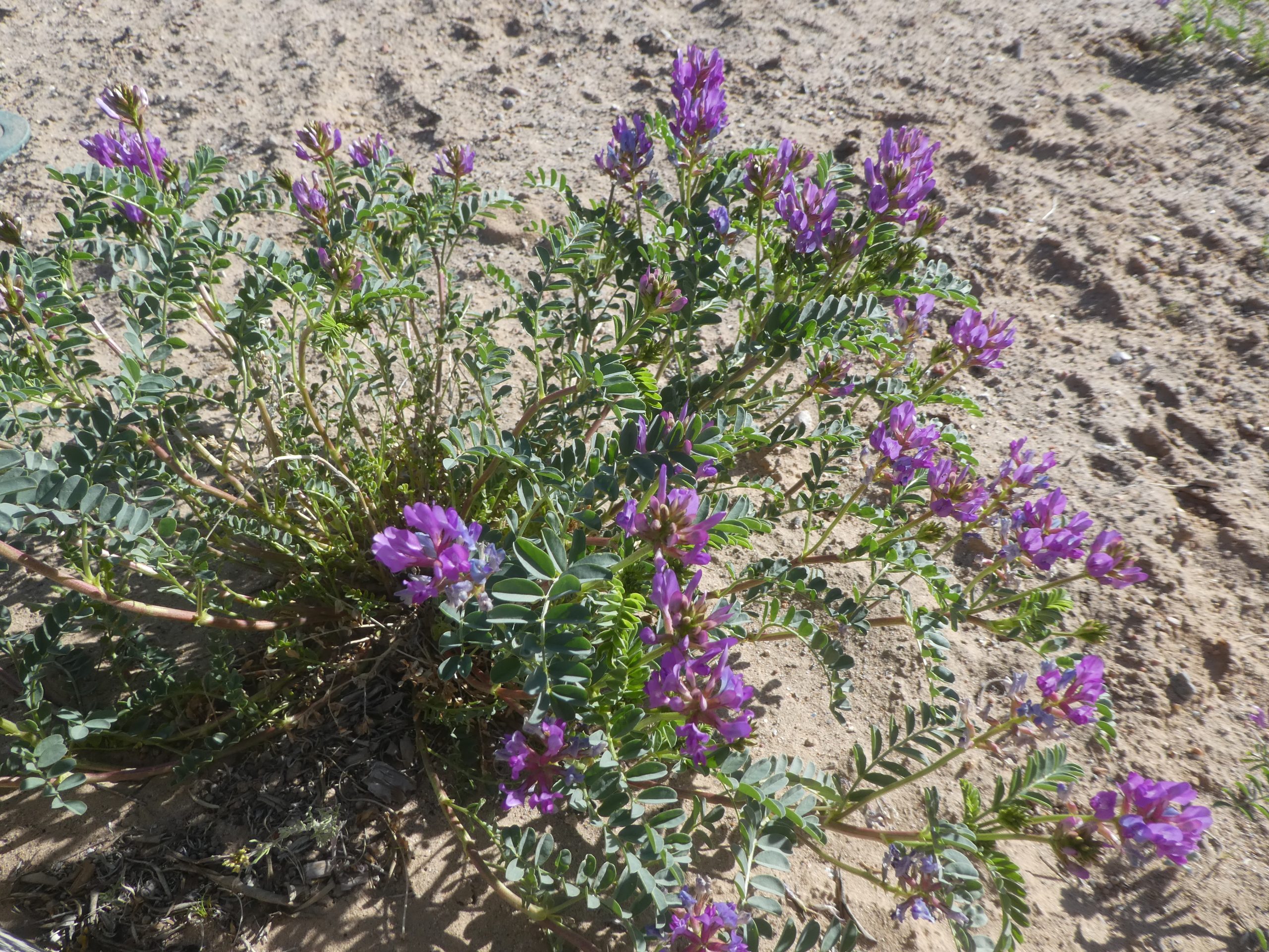 Astragalus sp.