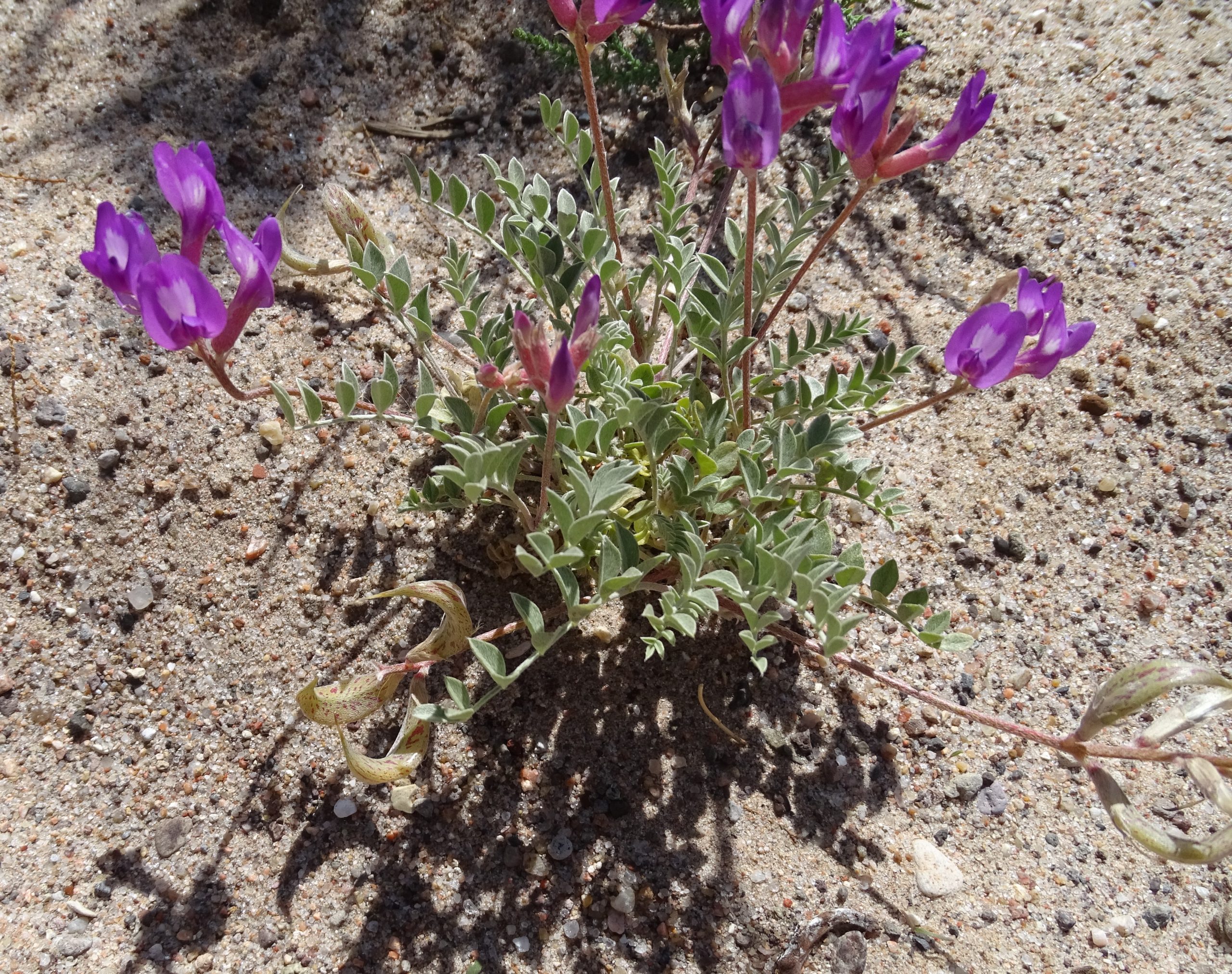 Astragalus amphioxys