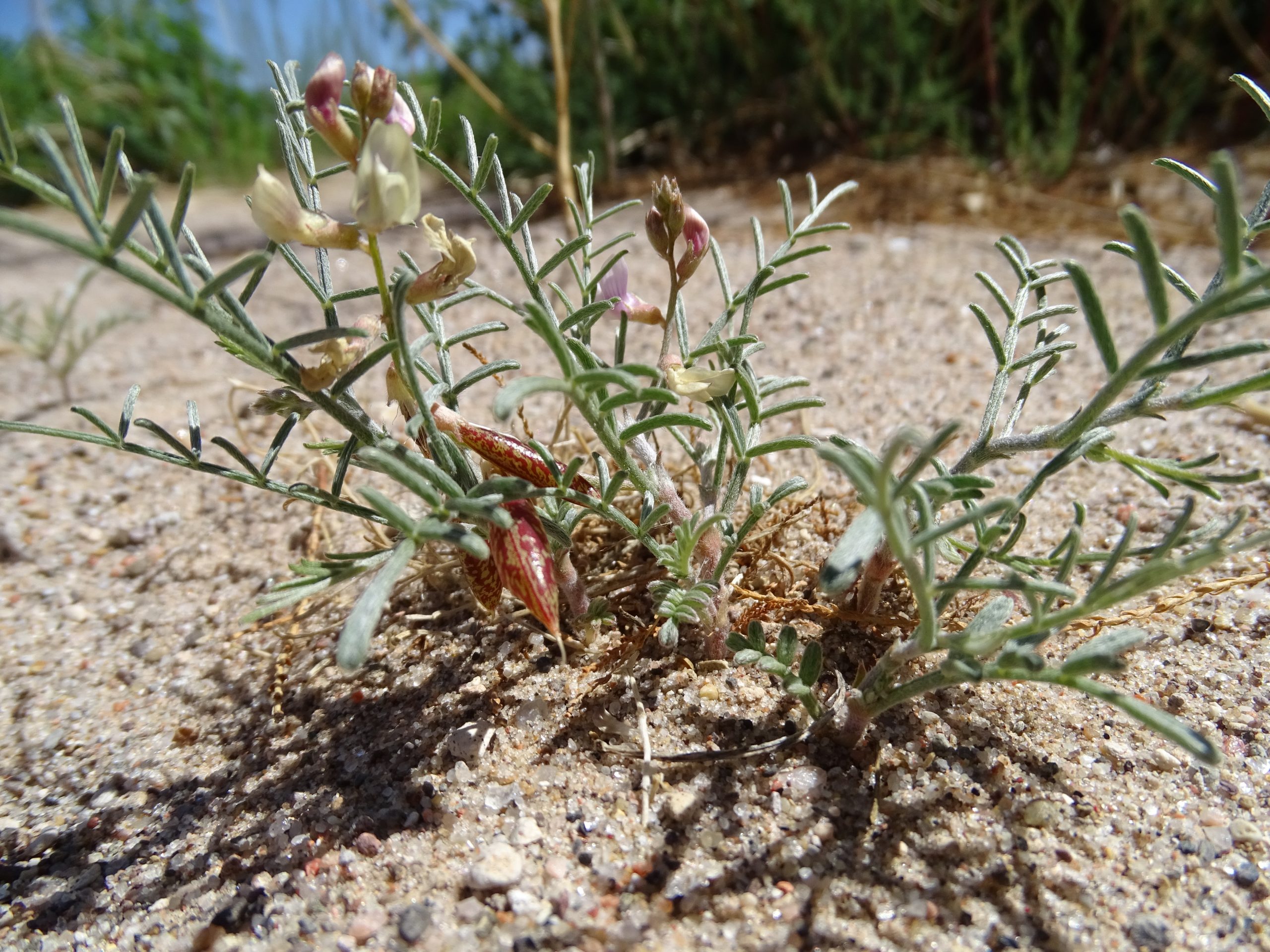 Astragalus ceramicus