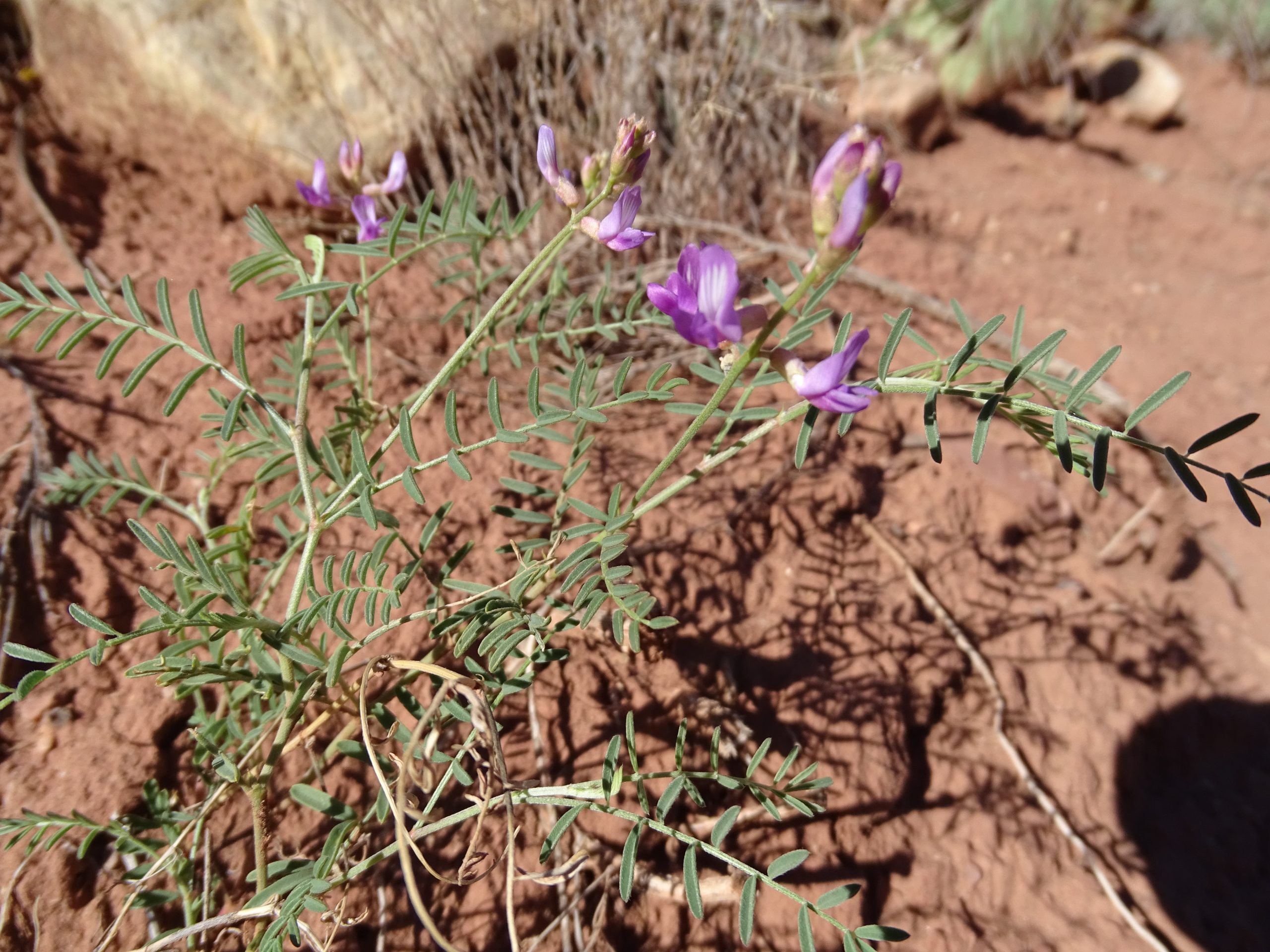 Astragalus flexuosus