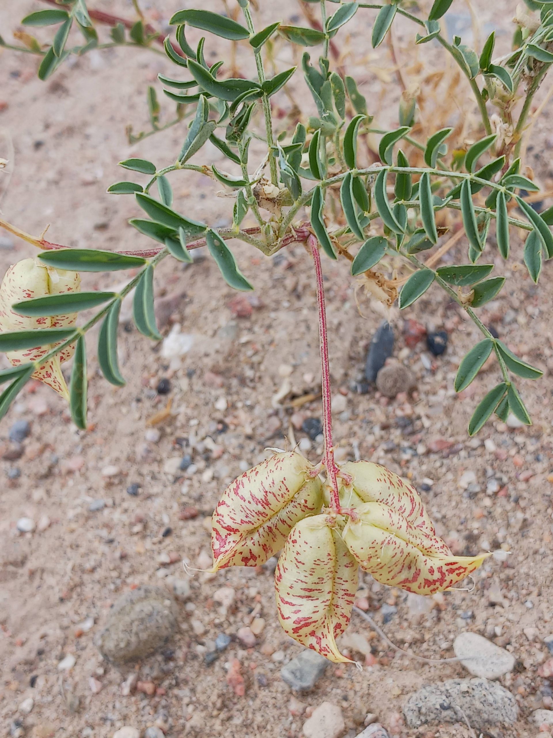 Astragalus lentiginosus