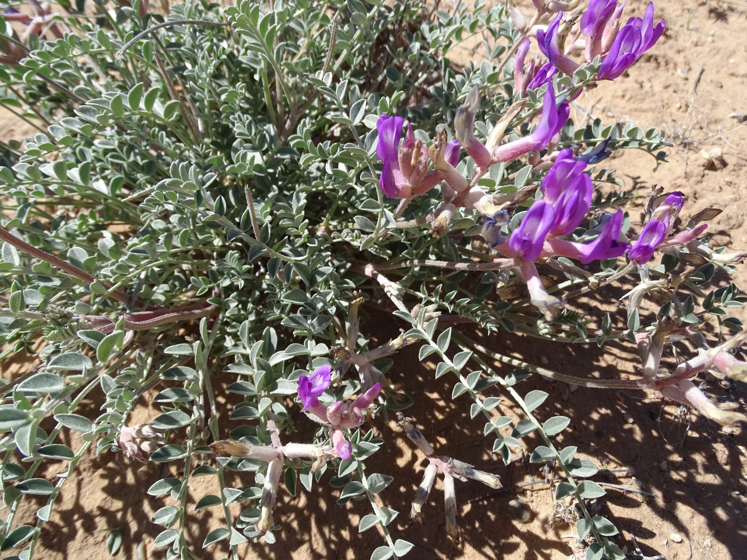 Astragalus missouriensis