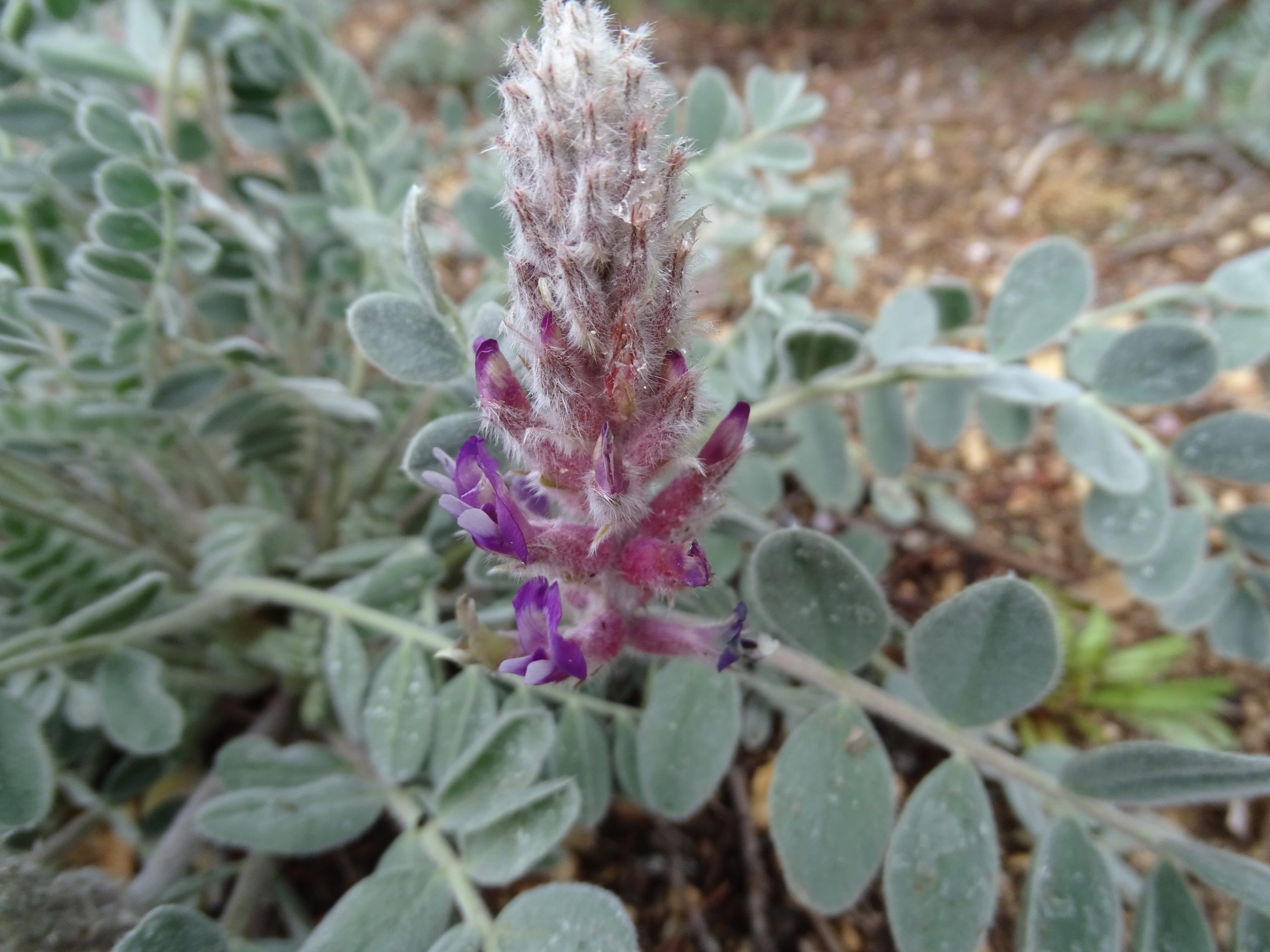 Astragalus mollissimus