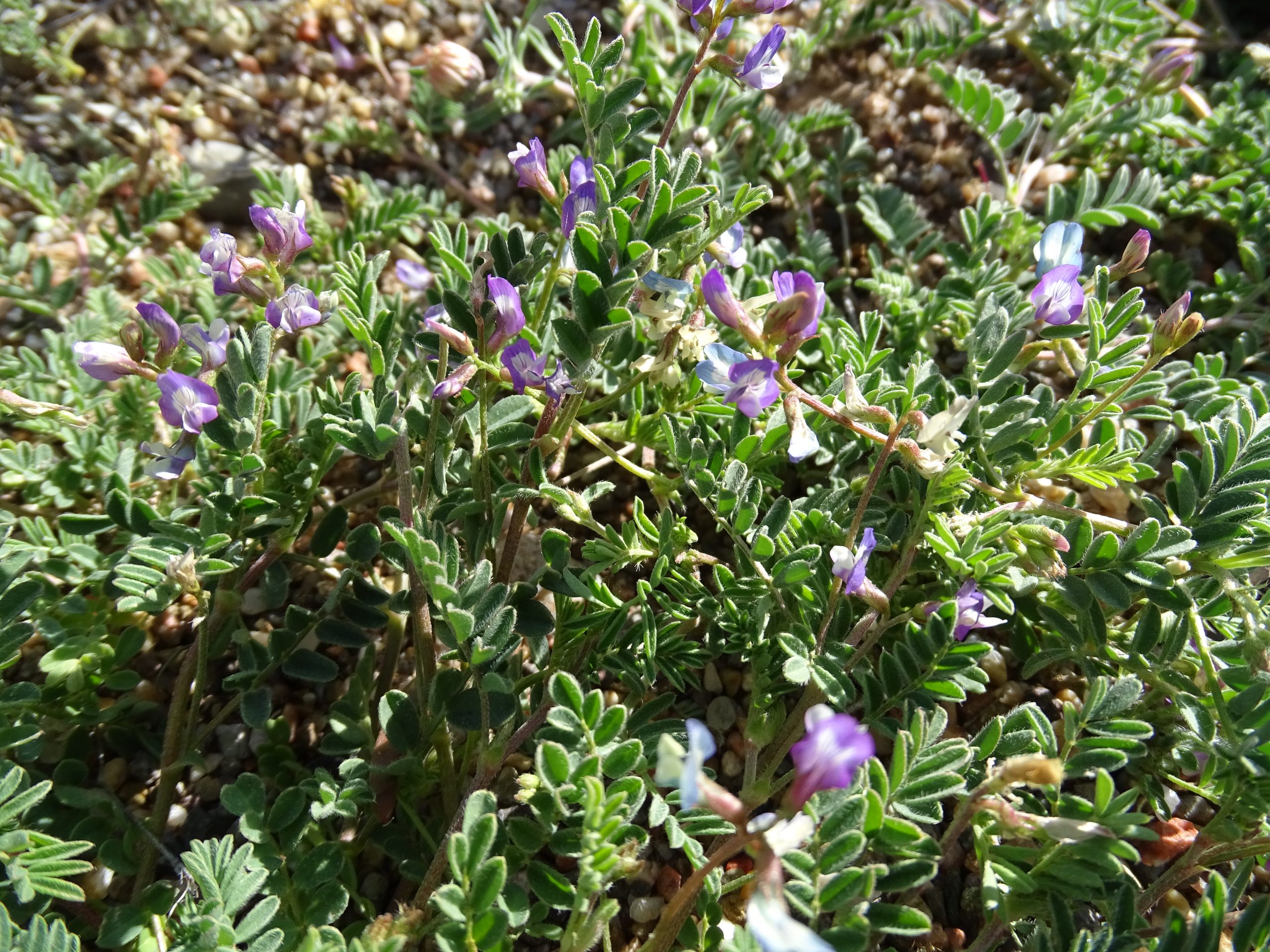 Astragalus nuttallianus
