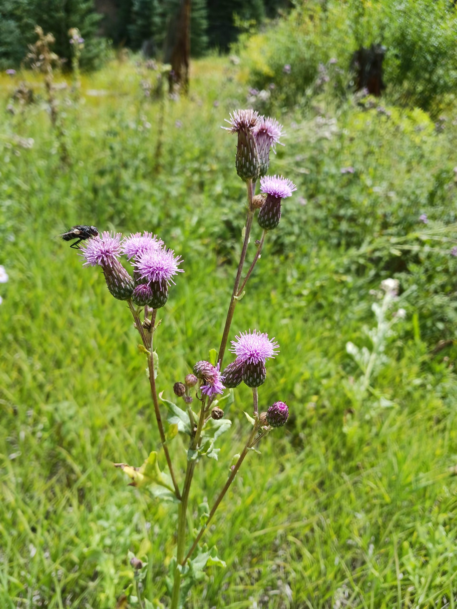 Cirsium arvense