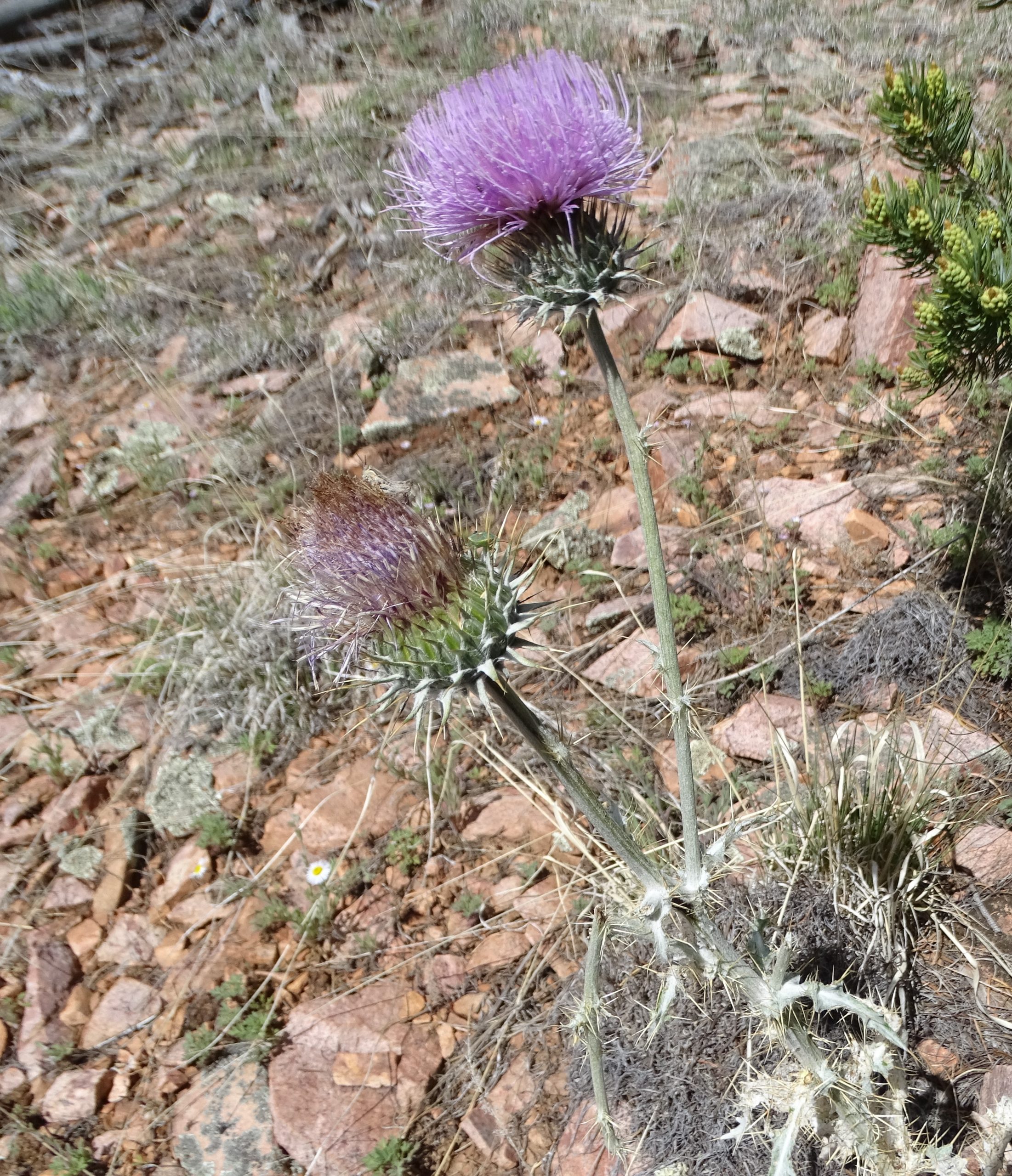 Cirsium neomexicanum