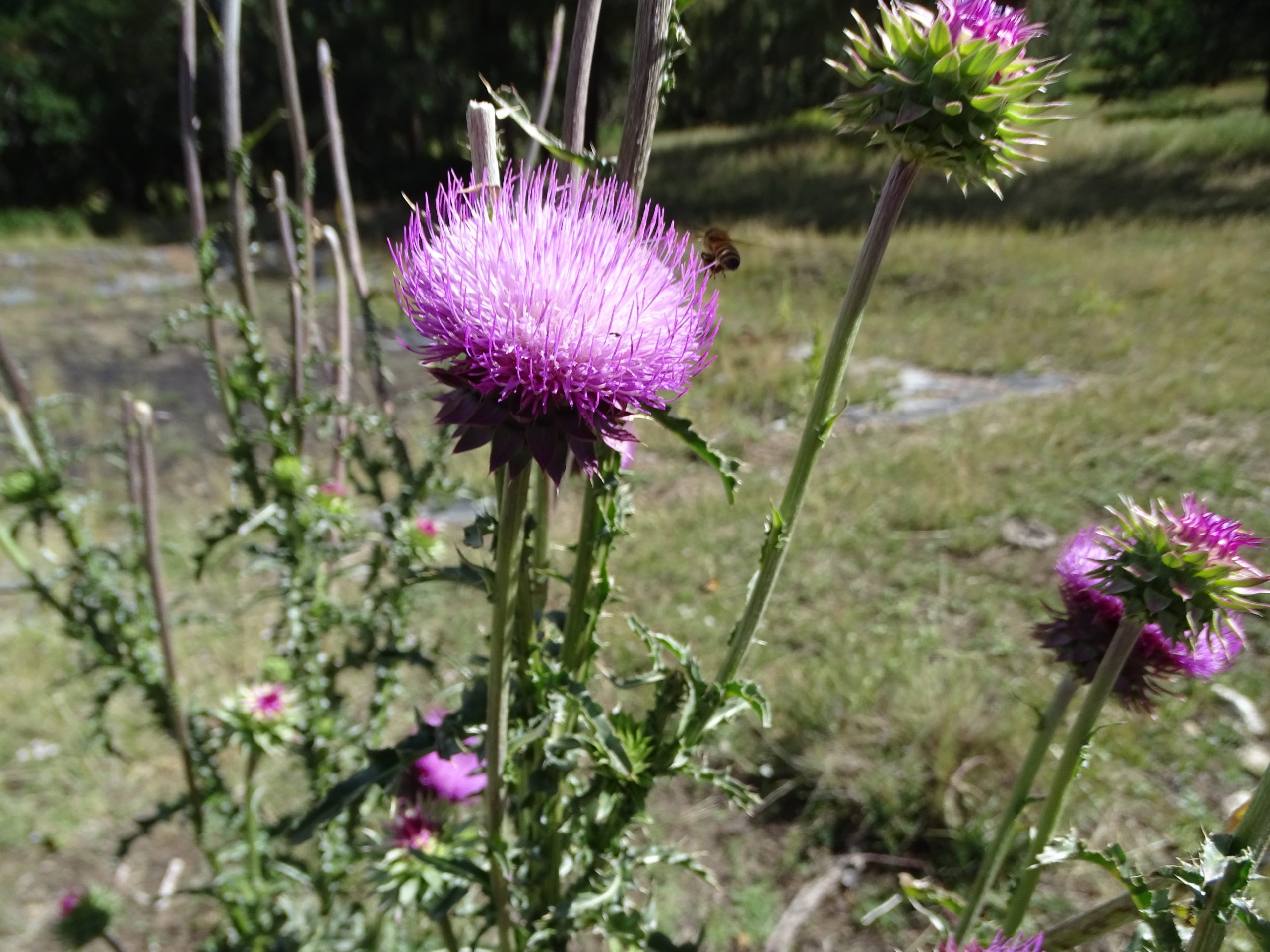 Cirsium nutans