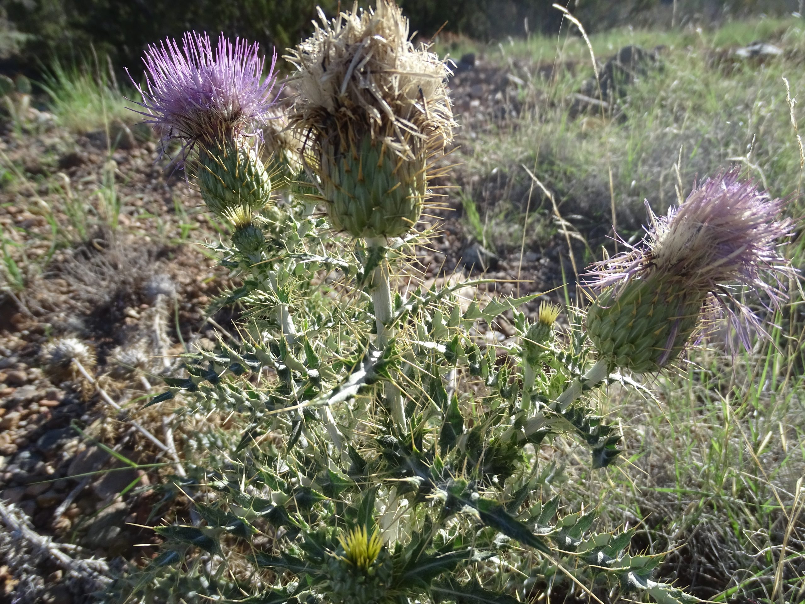 Cirsium ochrocentrum