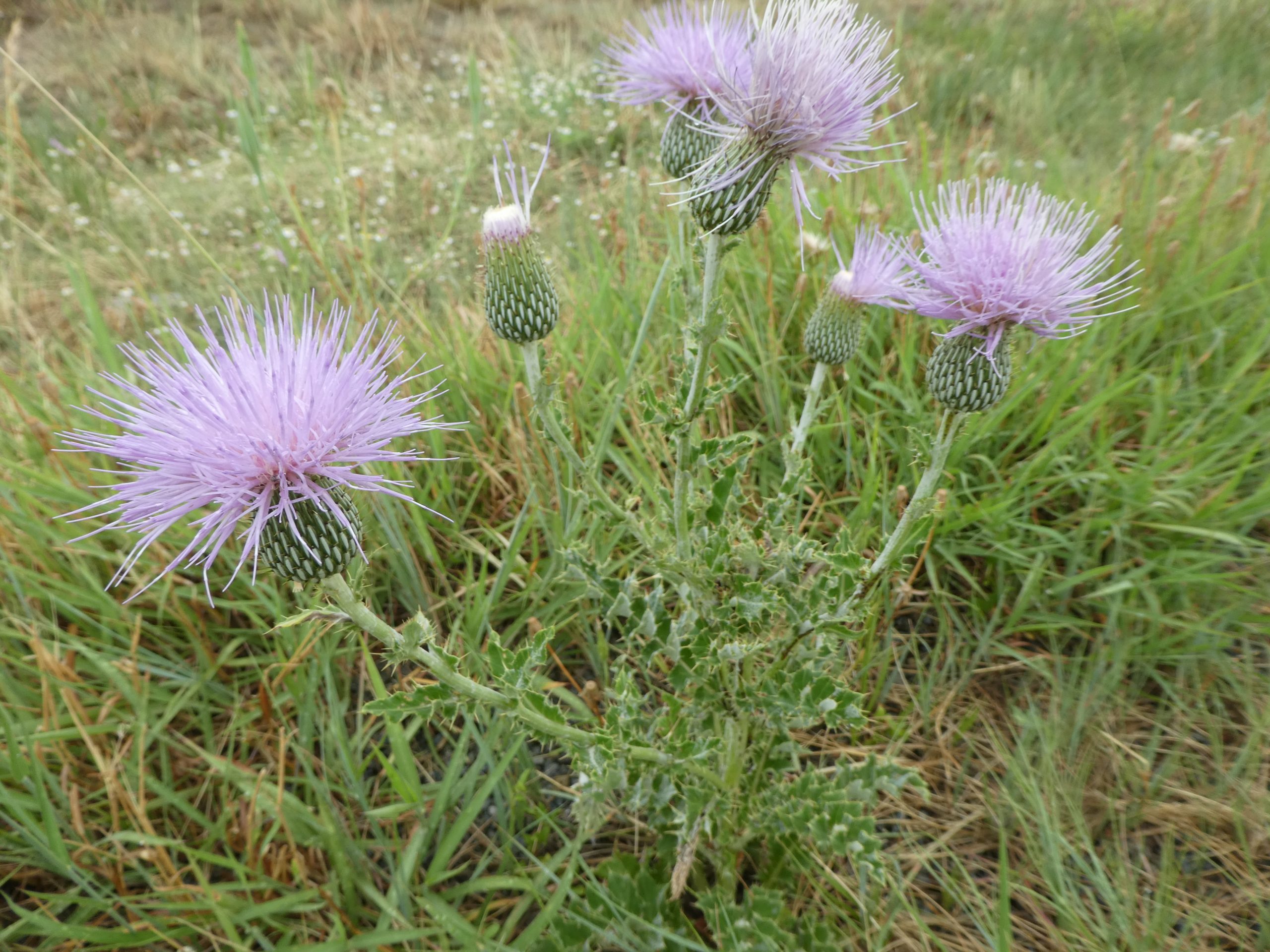 Cirsium undulatum