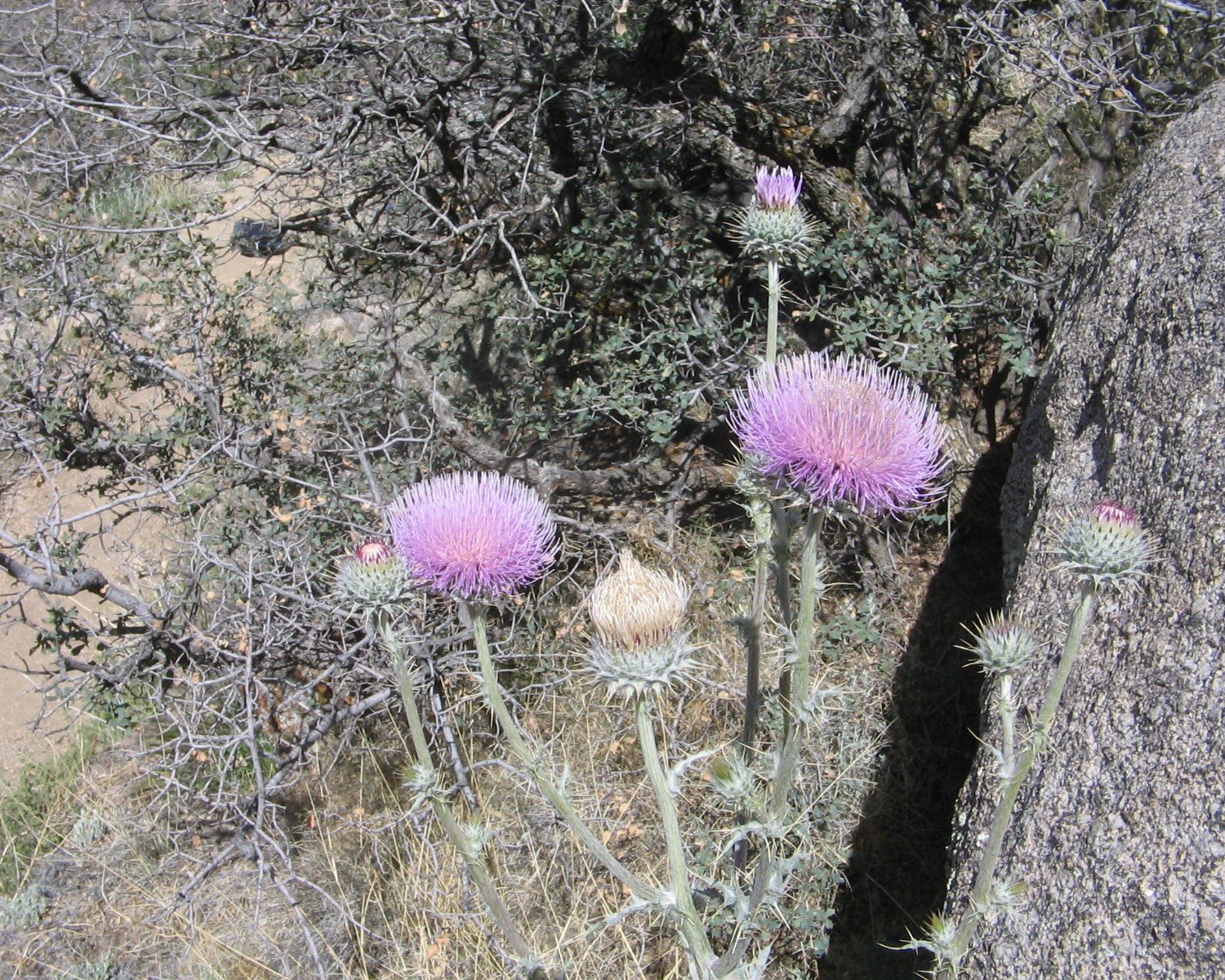 Cirsium vulgare