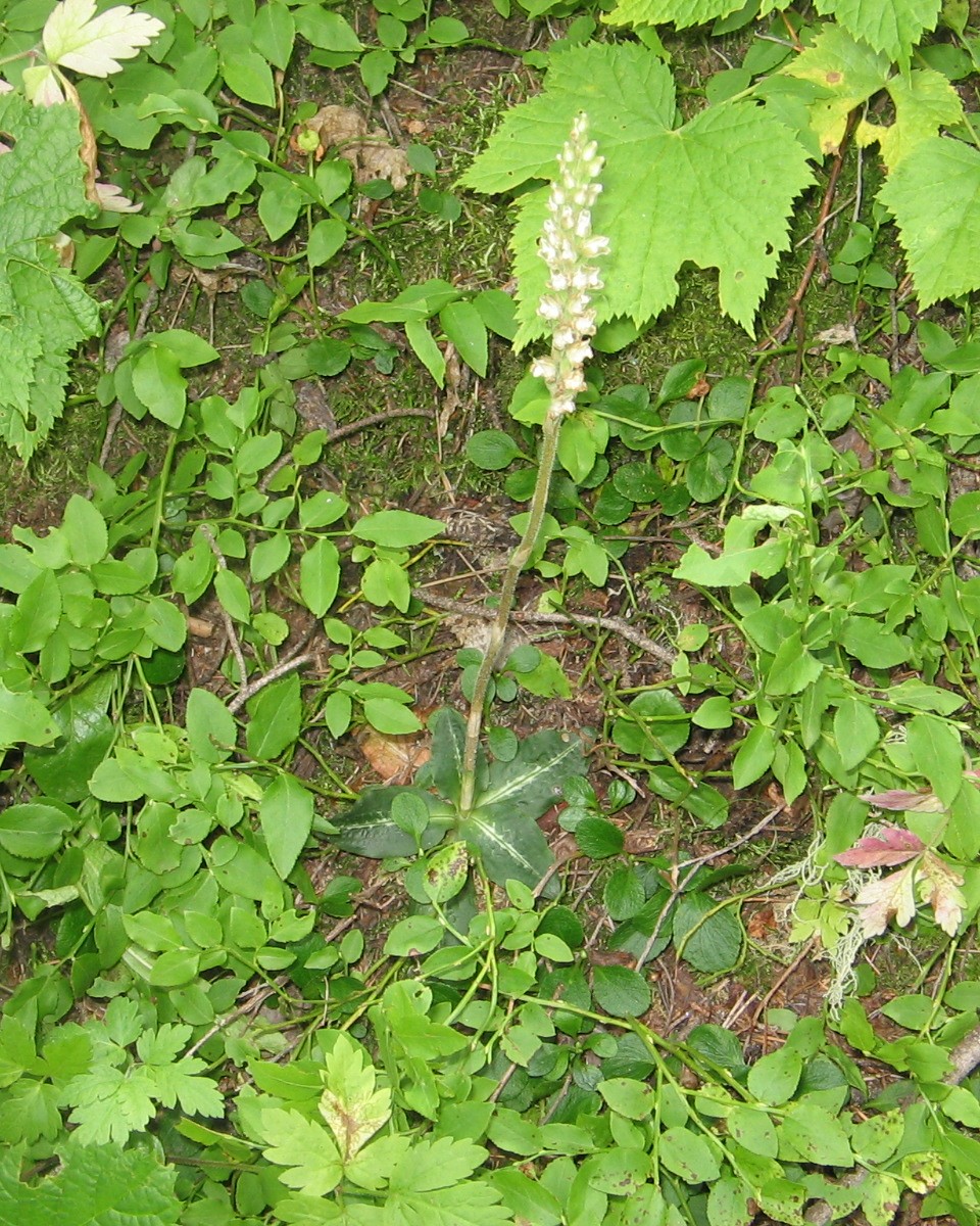 Goodyera repens